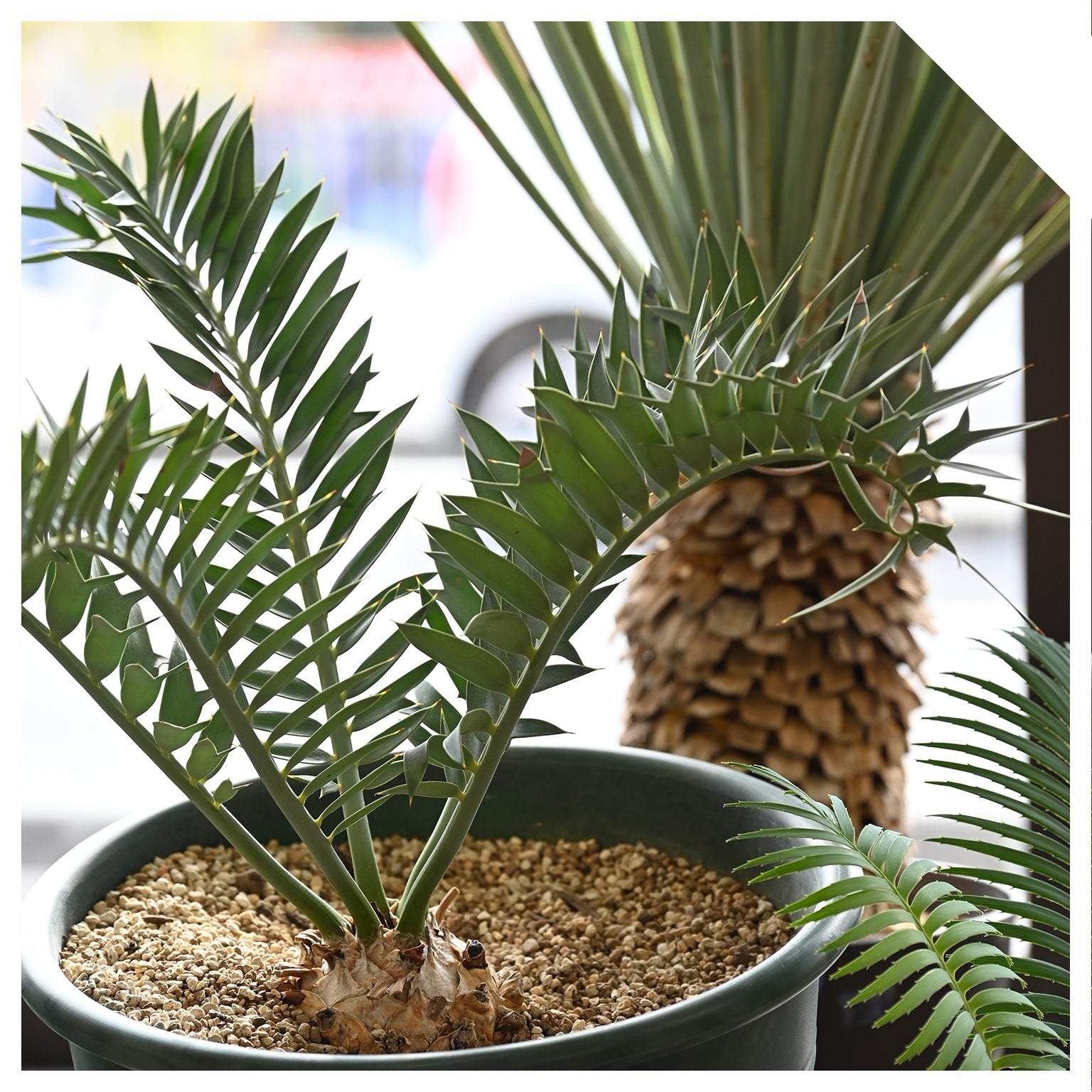 CYCADS