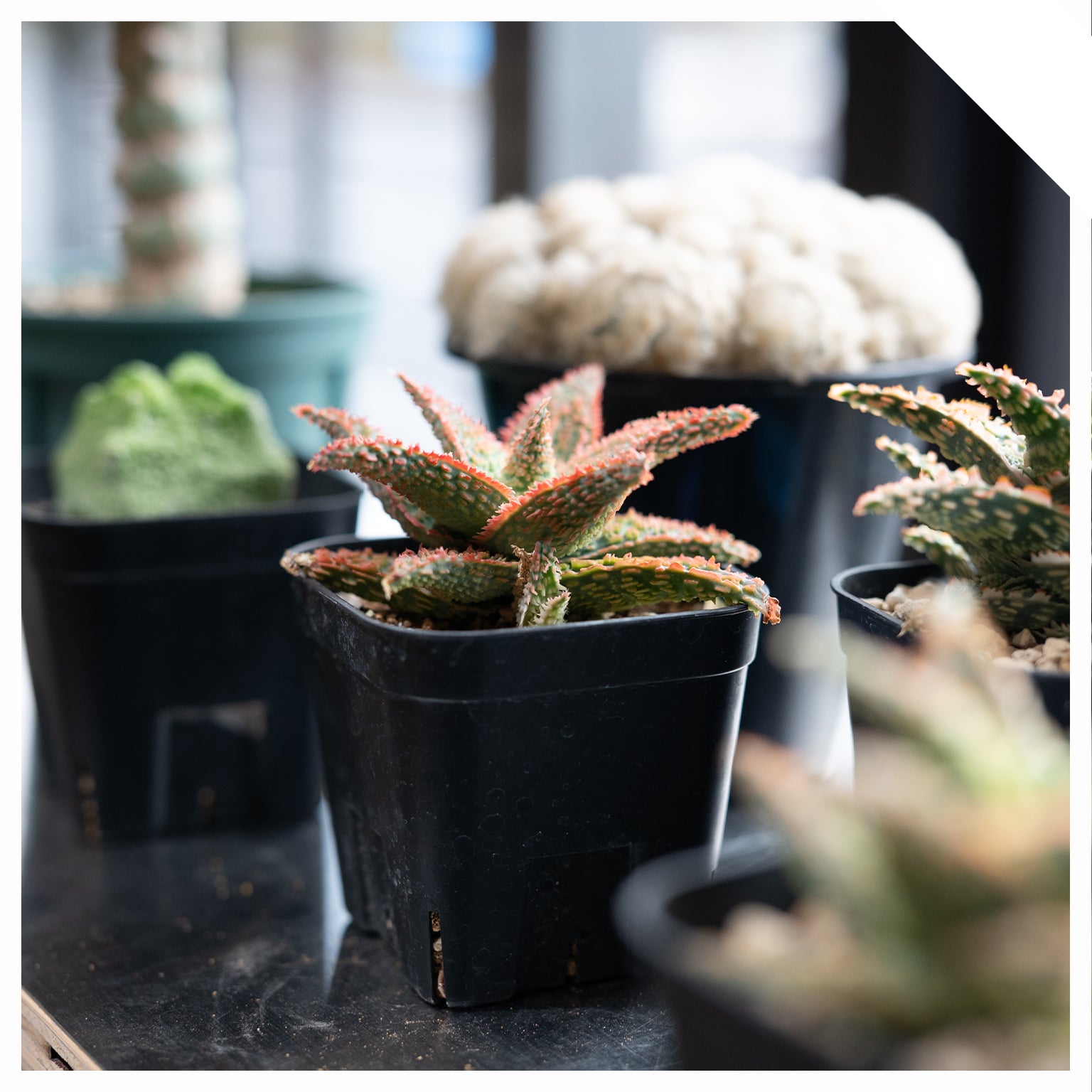 SUCCULENTS