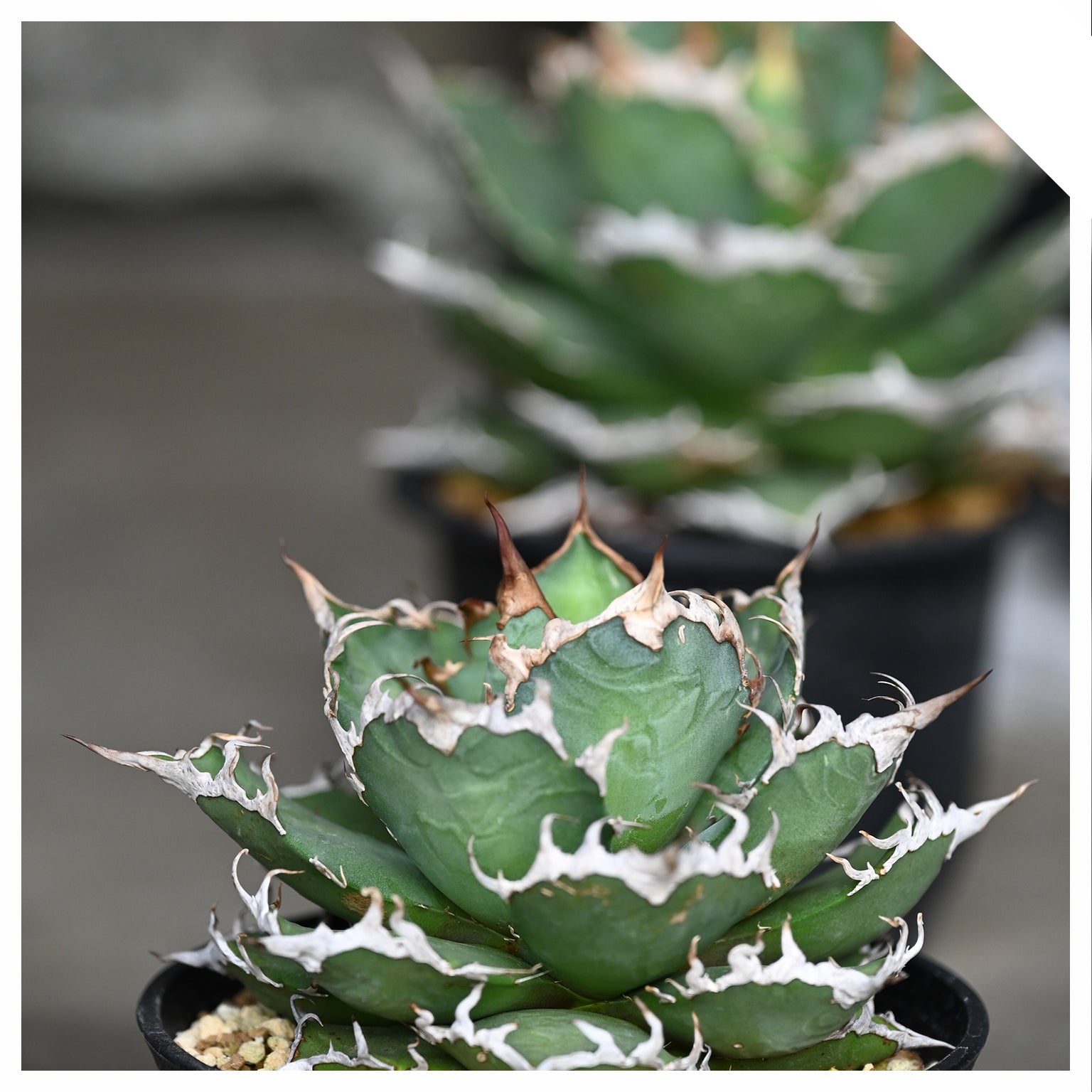 AGAVE