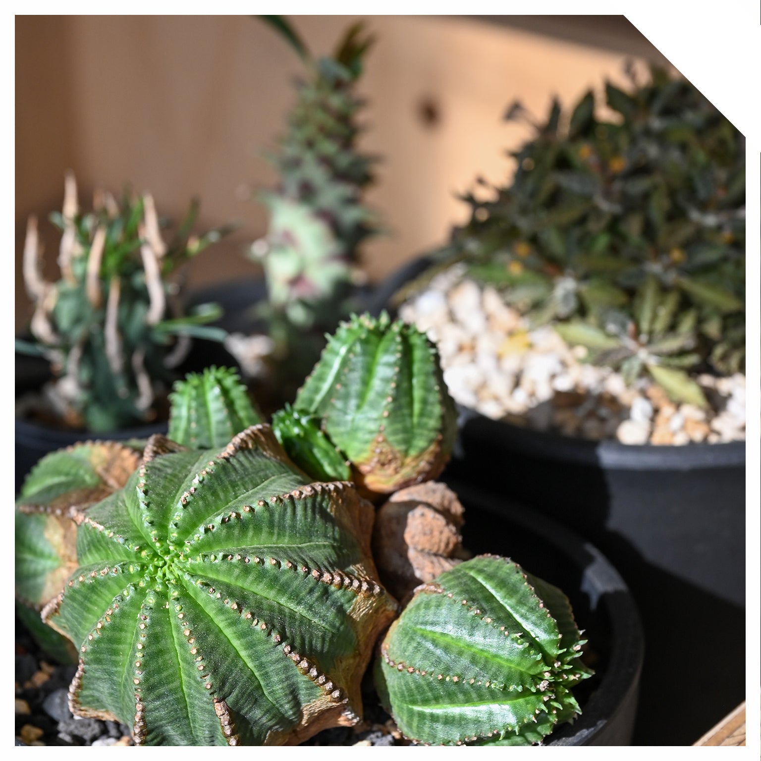 EUPHORBIA