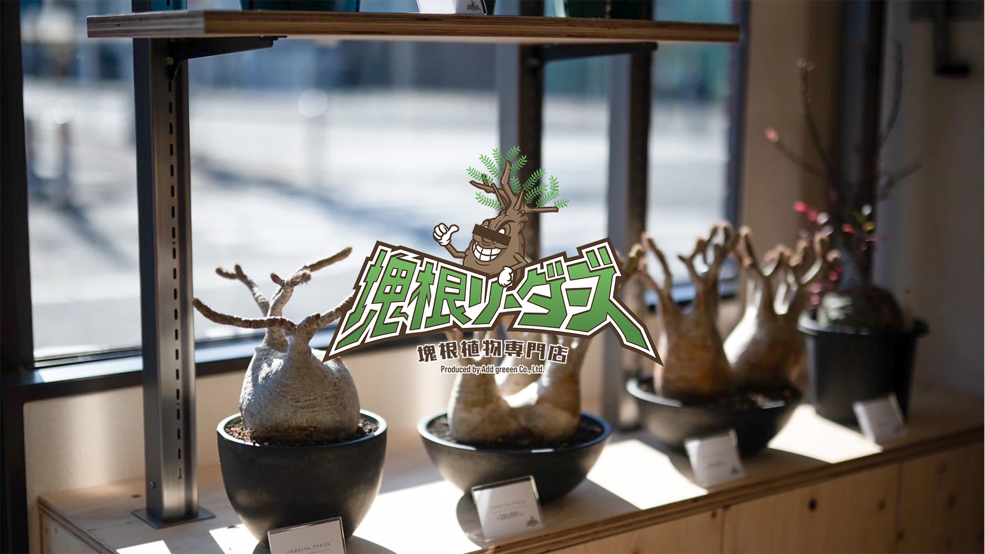 中型 塊根植物 生育中 塊根リーダーズ：塊根植物/多肉植物オンライン販売