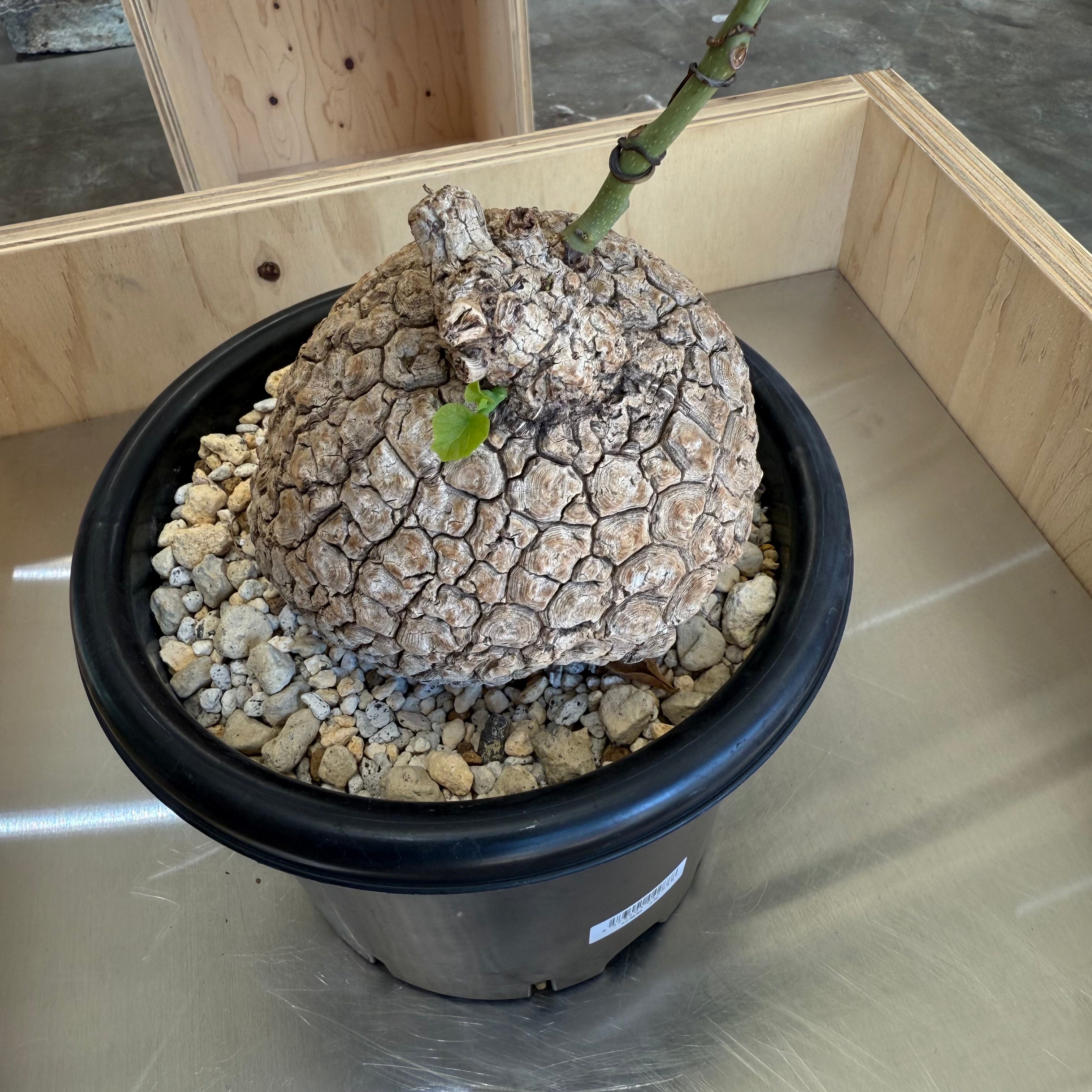 ステファニアスベローサ