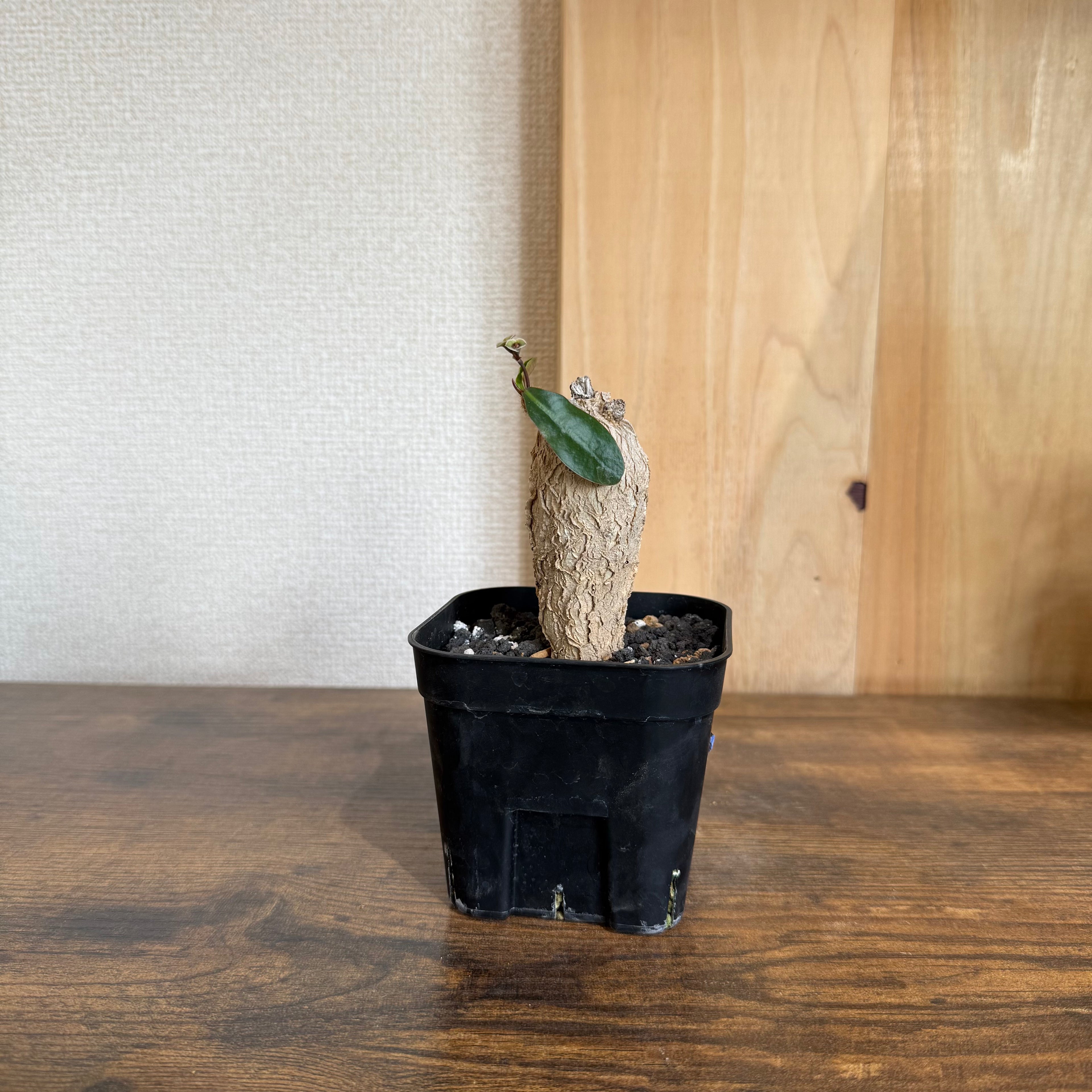 ユーフォルビア スバポダ|購入後サポート付き