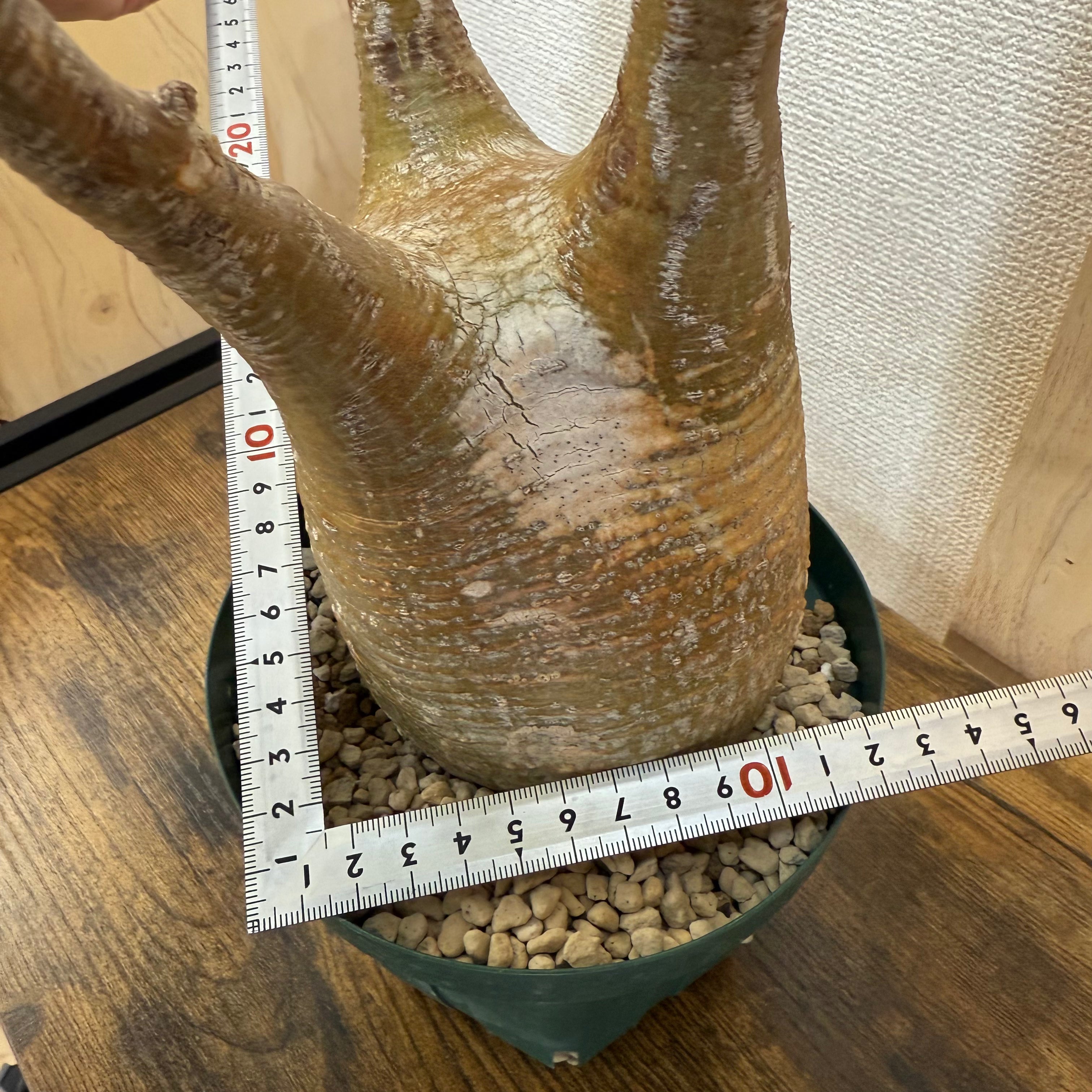 【現地球】パキポディウム グラキリス　ZA152|発根済み|購入後サポート付き