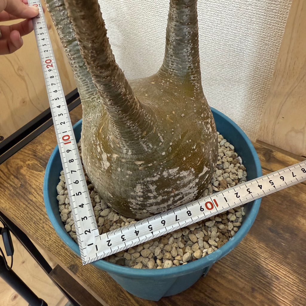 【現地球】パキポディウム グラキリス　ZA137|発根済み|購入後サポート付き