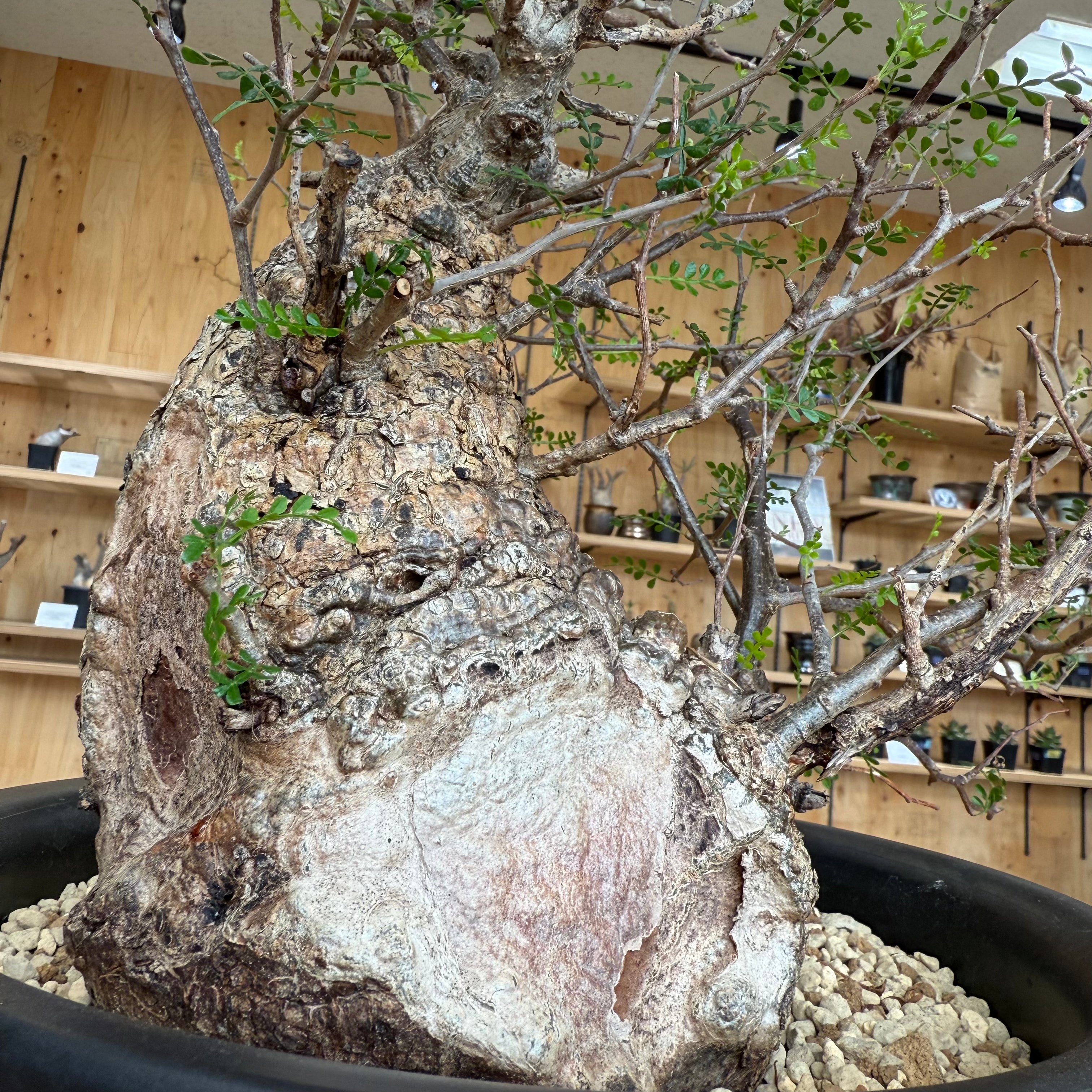 塊根リーダーズ：塊根植物/多肉植物オンライン販売