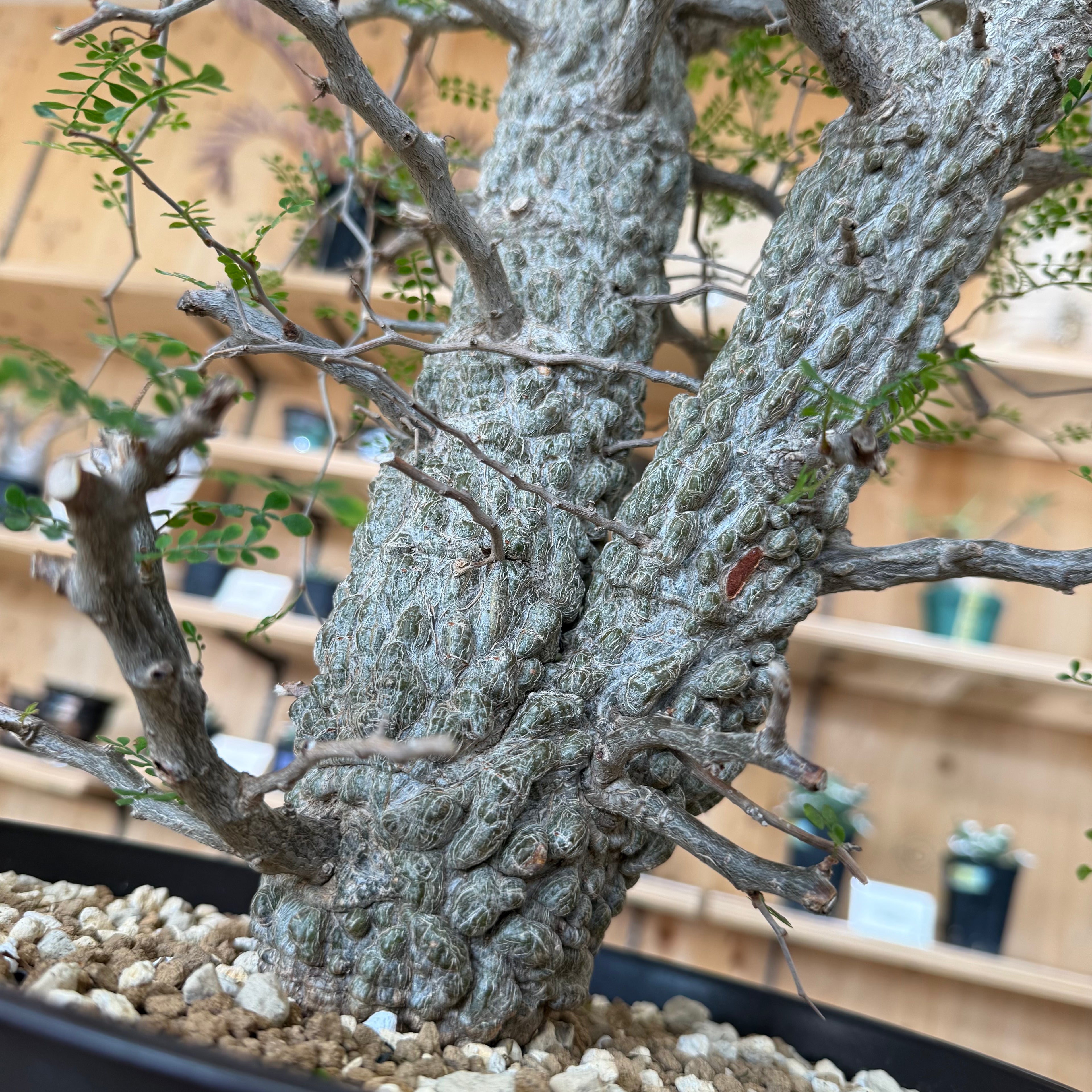 塊根リーダーズ：塊根植物/多肉植物オンライン販売