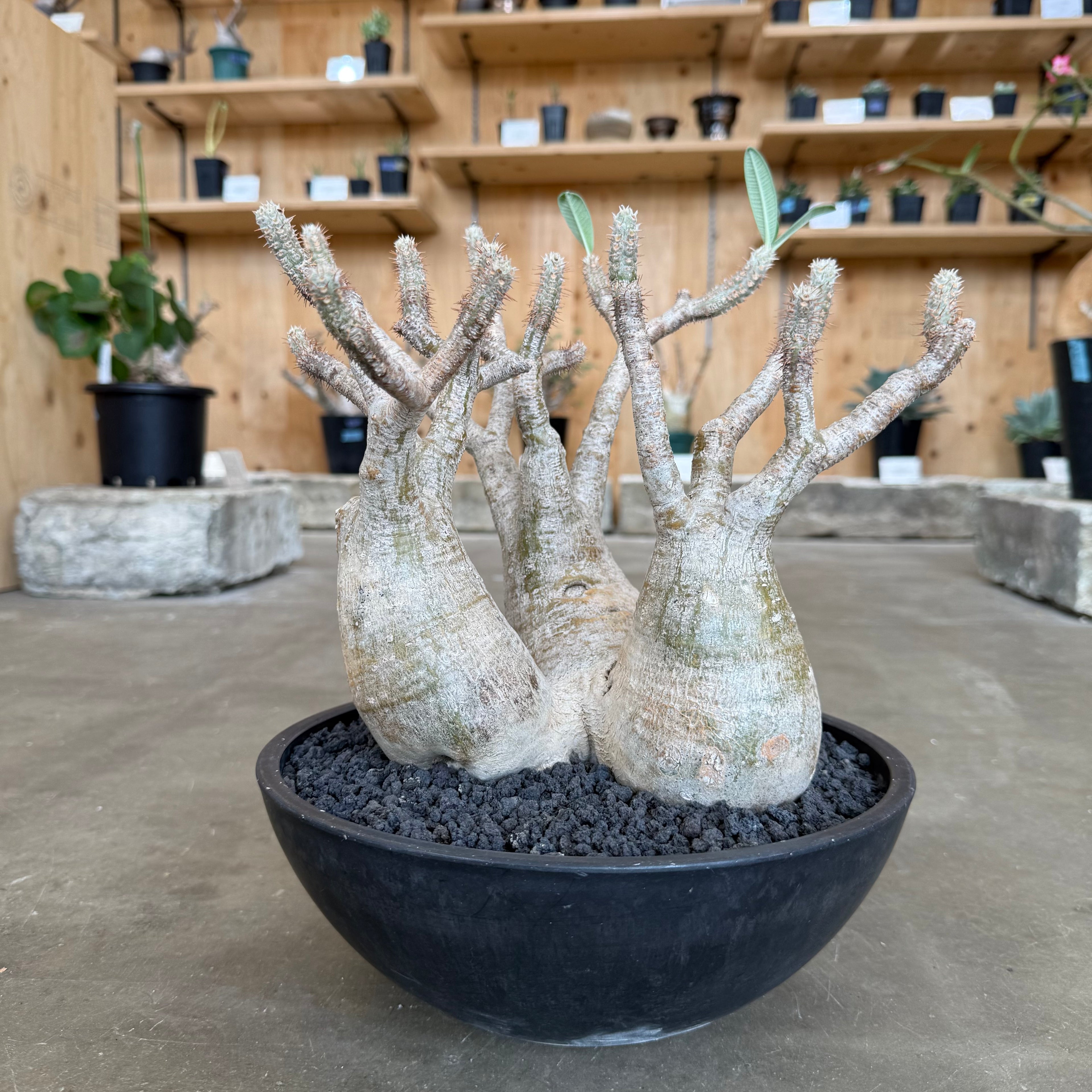 グラキリス　5 塊根幅18センチ 塊根リーダーズ：塊根植物/多肉植物オンライン販売