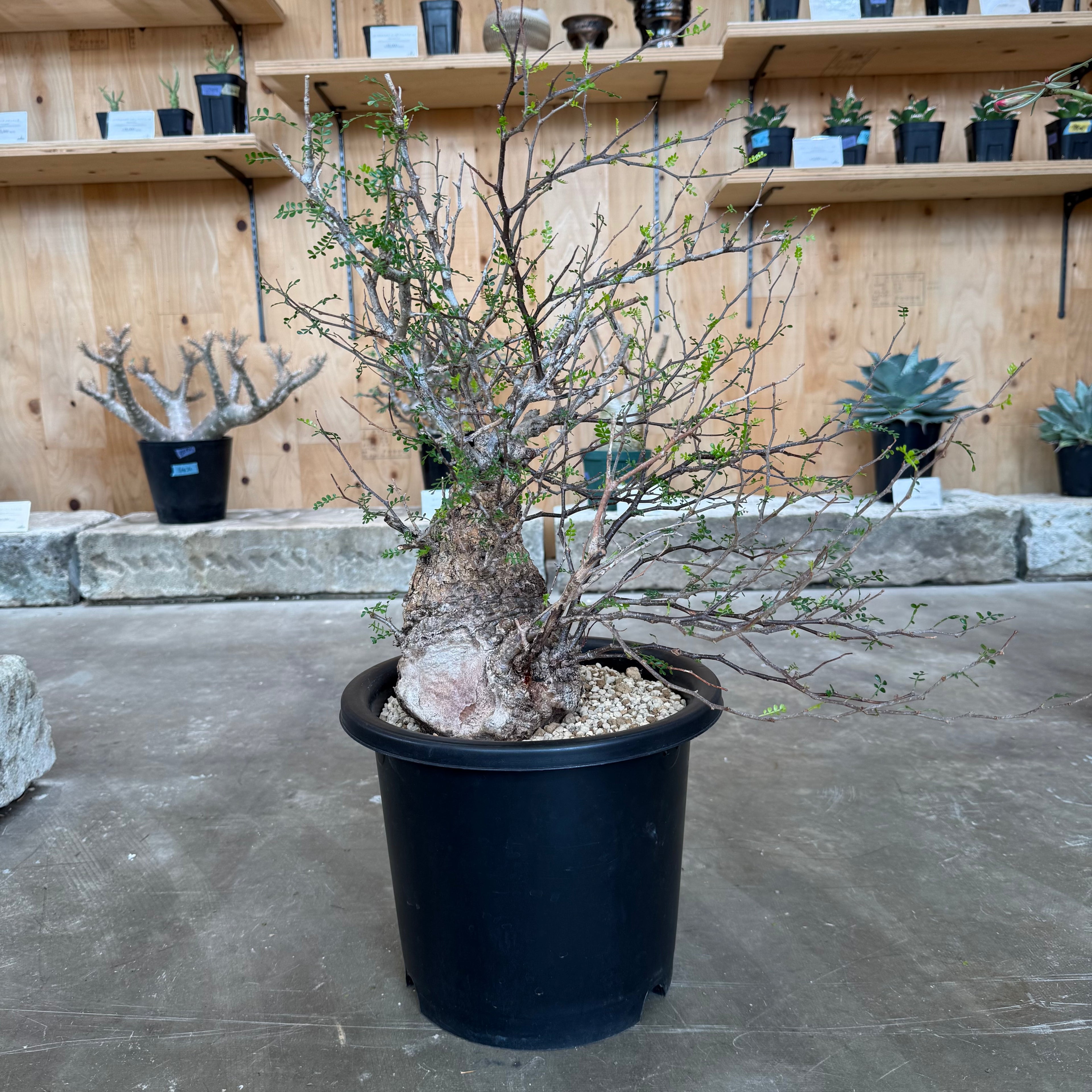塊根リーダーズ：塊根植物/多肉植物オンライン販売