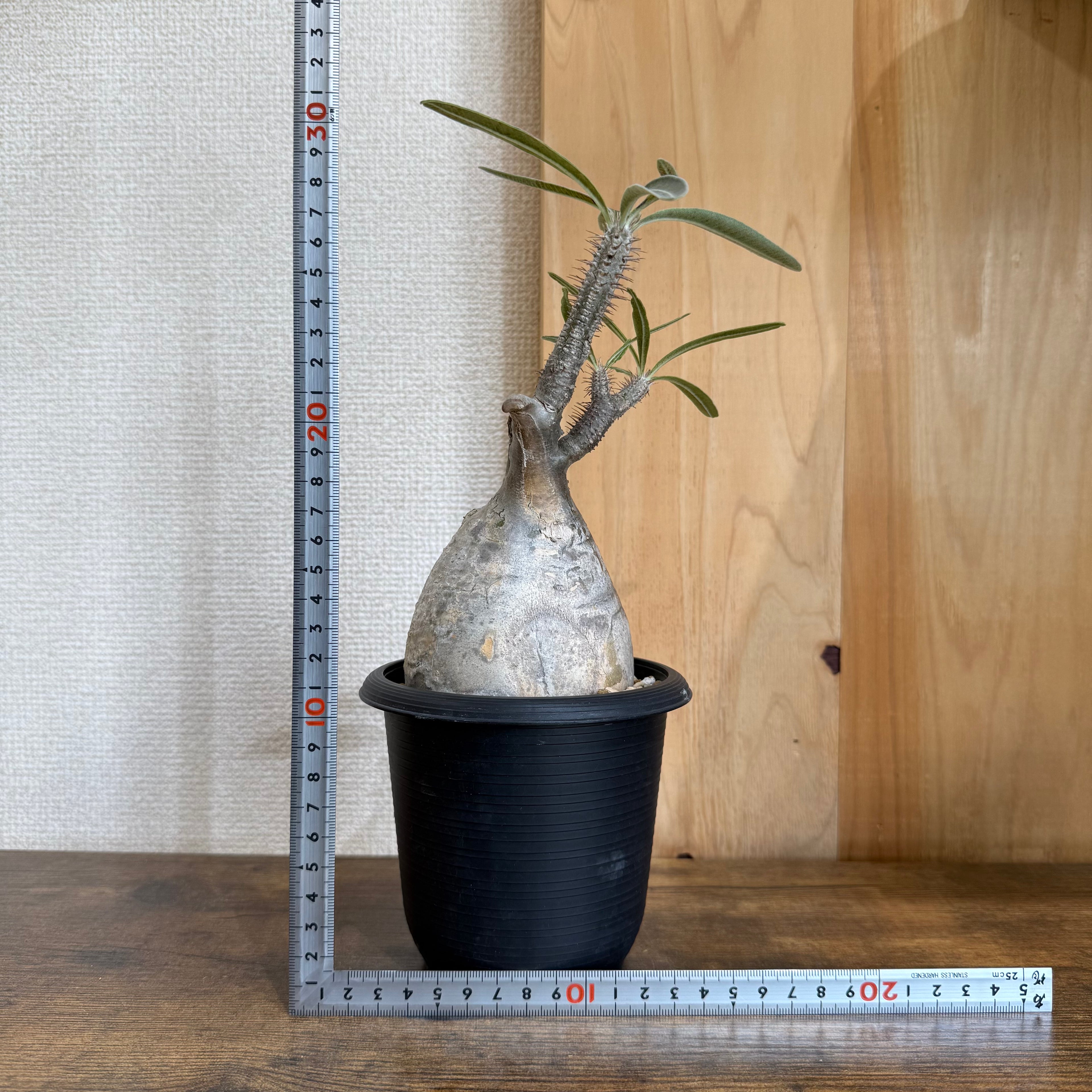 塊根リーダーズ：塊根植物/多肉植物オンライン販売