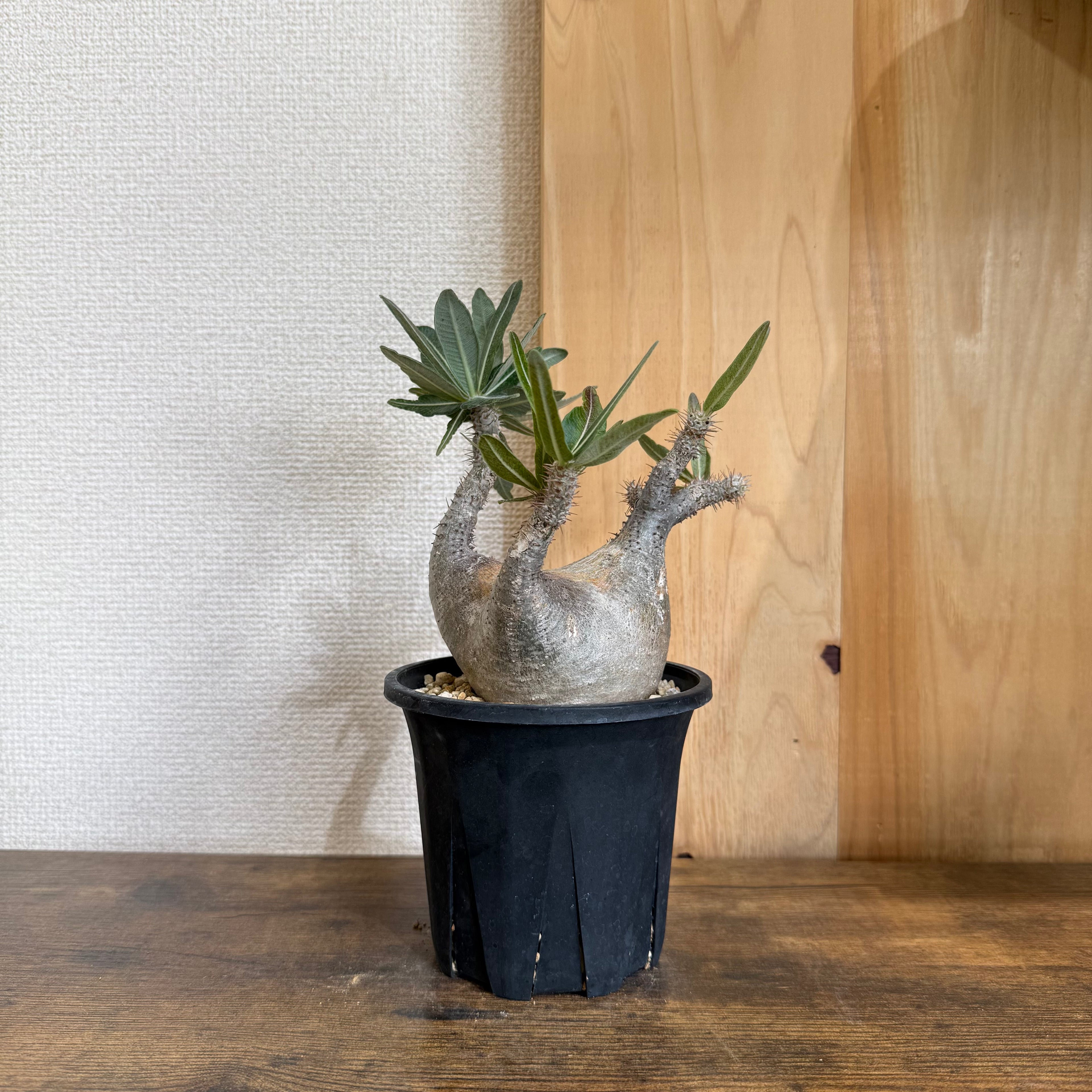 塊根リーダーズ：塊根植物/多肉植物オンライン販売