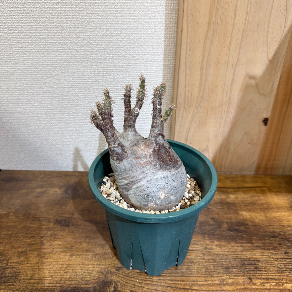 【現地球】パキポディウム グラキリス　O8|発根済み|購入後サポート付き