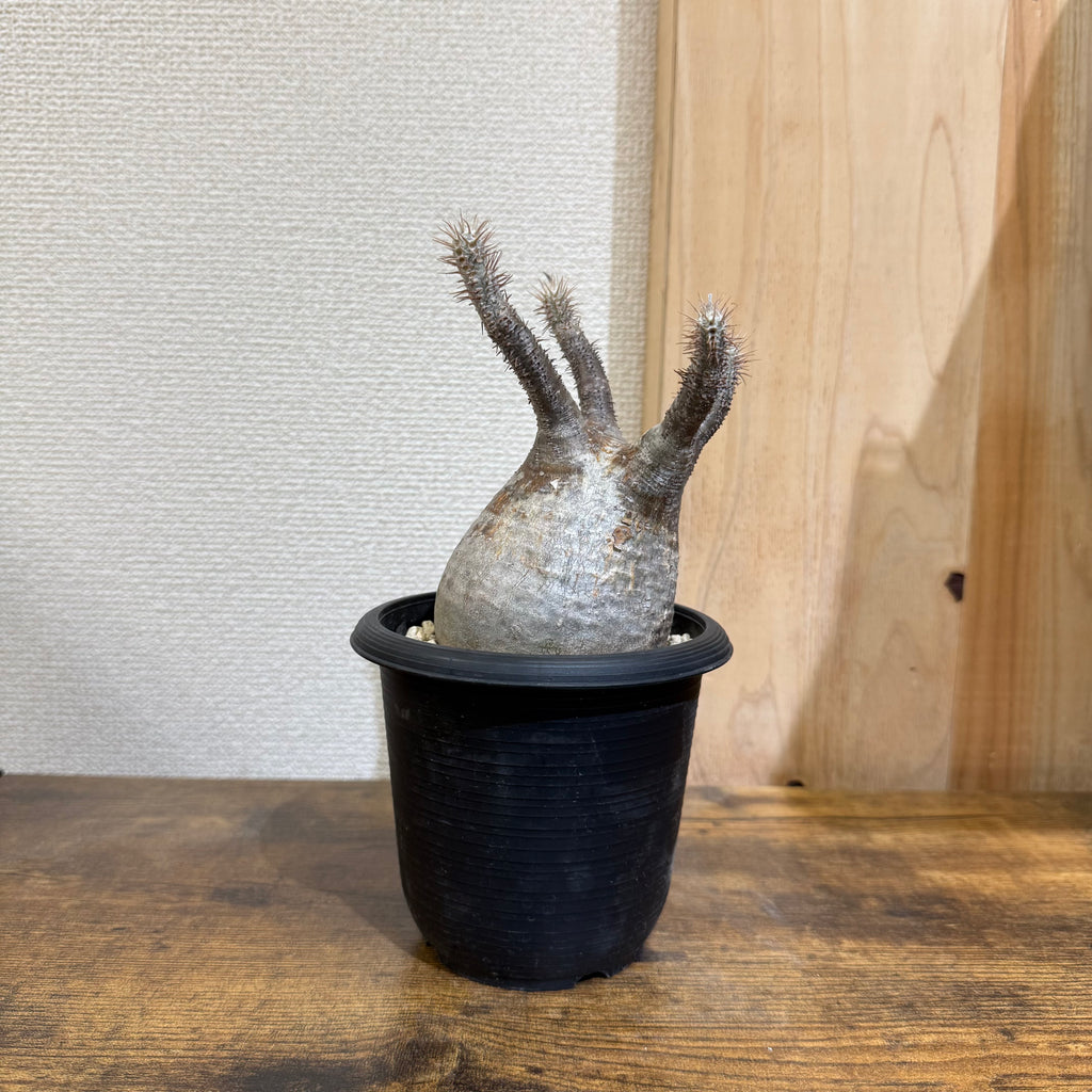 パキポディウム グラキリス