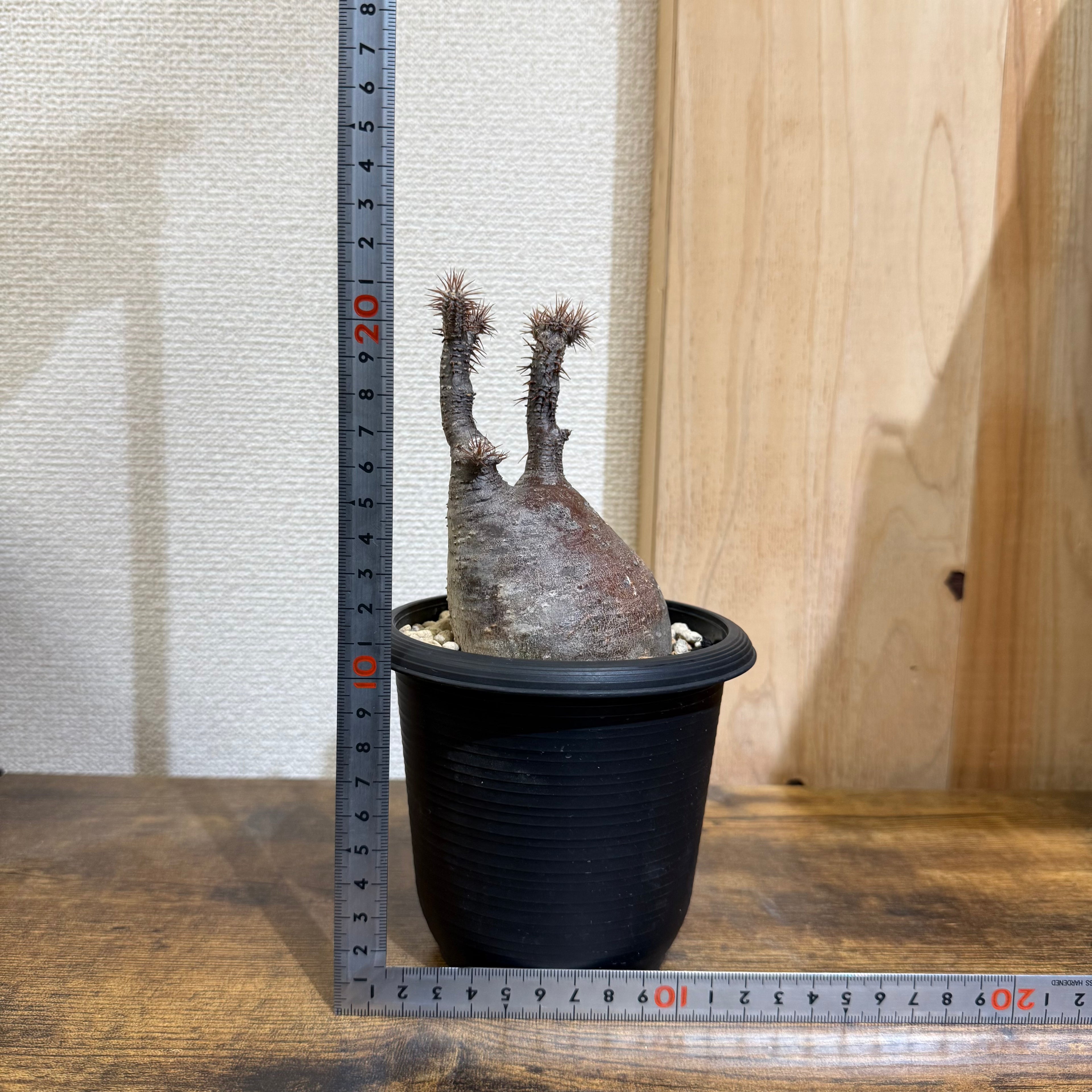 【現地球】パキポディウム グラキリス　ZA126|発根済み|購入後サポート付き