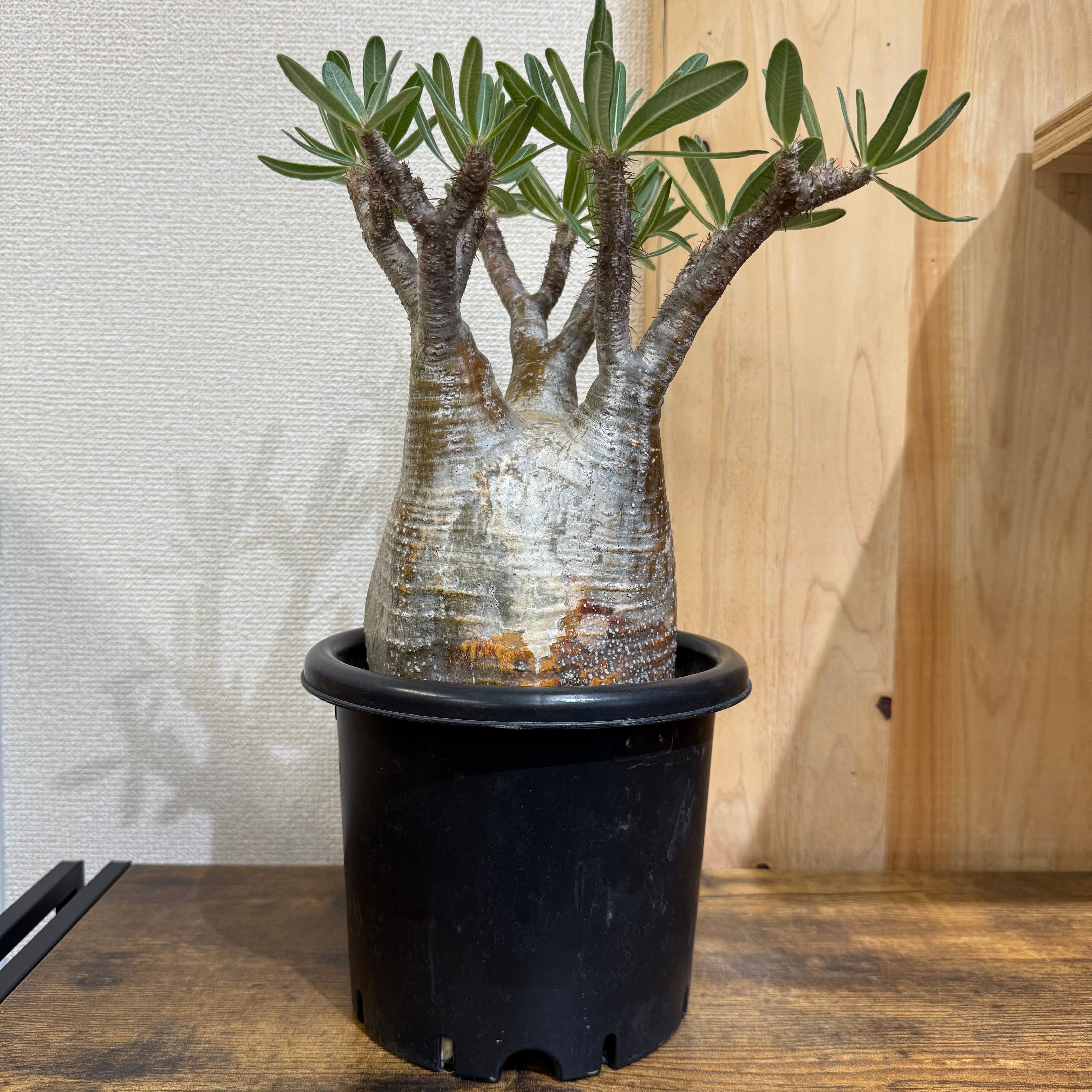 NRサルコカウロン ヘレー モンソニアヘレー 塊根植物 サルコカウロン