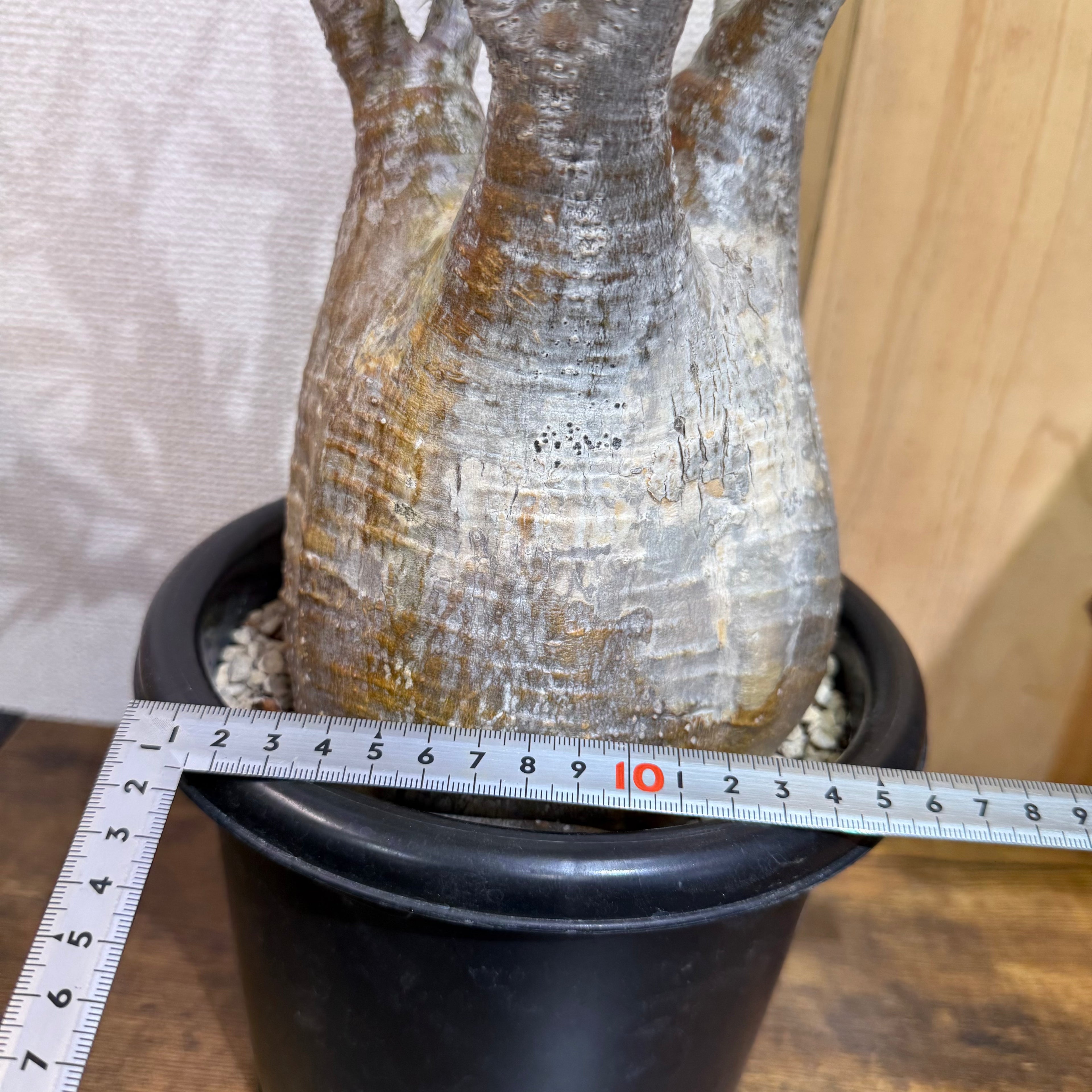 【現地球】パキポディウム グラキリス　ZA13|発根済み|購入後サポート付き