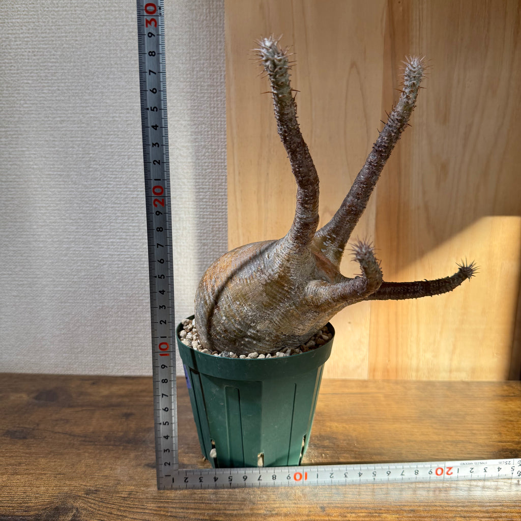 パキポディウム グラキリス