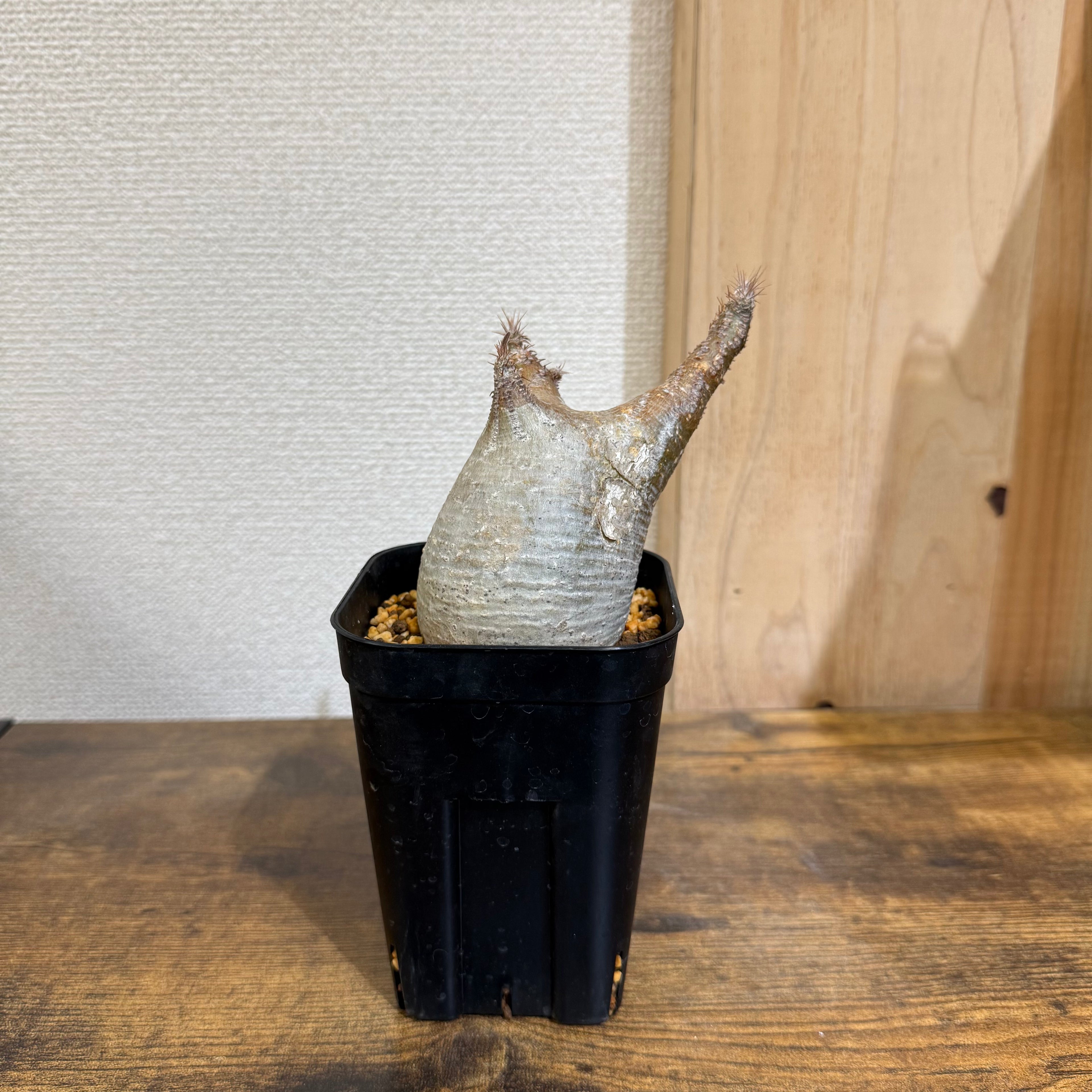 【現地球】パキポディウム グラキリス　ZA175|発根済み|購入後サポート付き