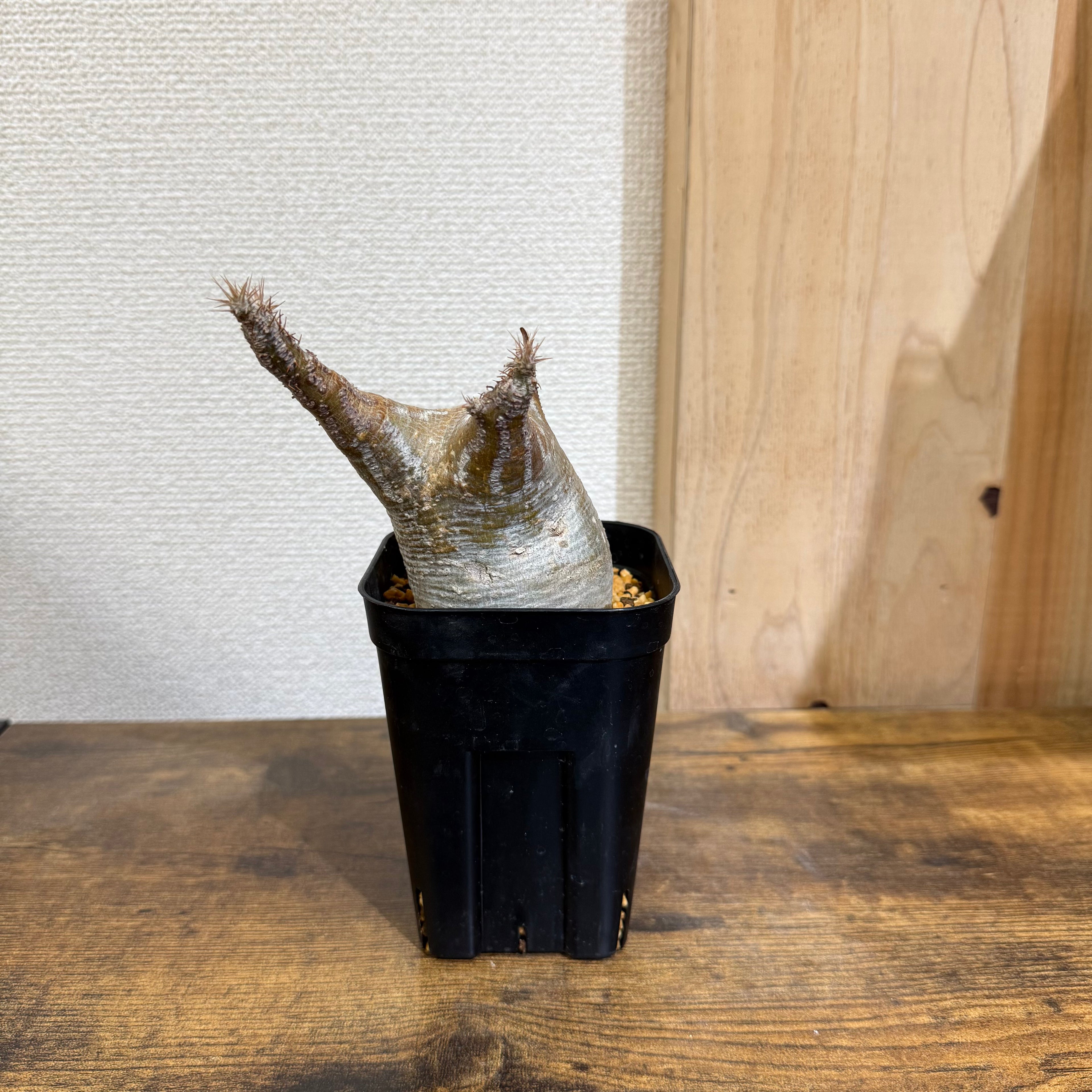【現地球】パキポディウム グラキリス　ZA175|発根済み|購入後サポート付き