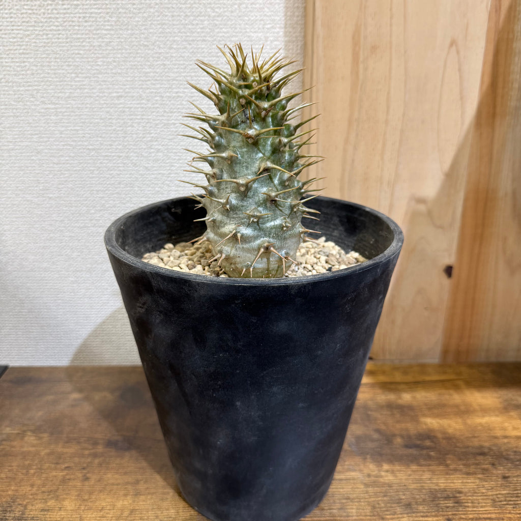 パキポディウム アンボンゲンセ　ZA259|海外実生|購入後サポート付き