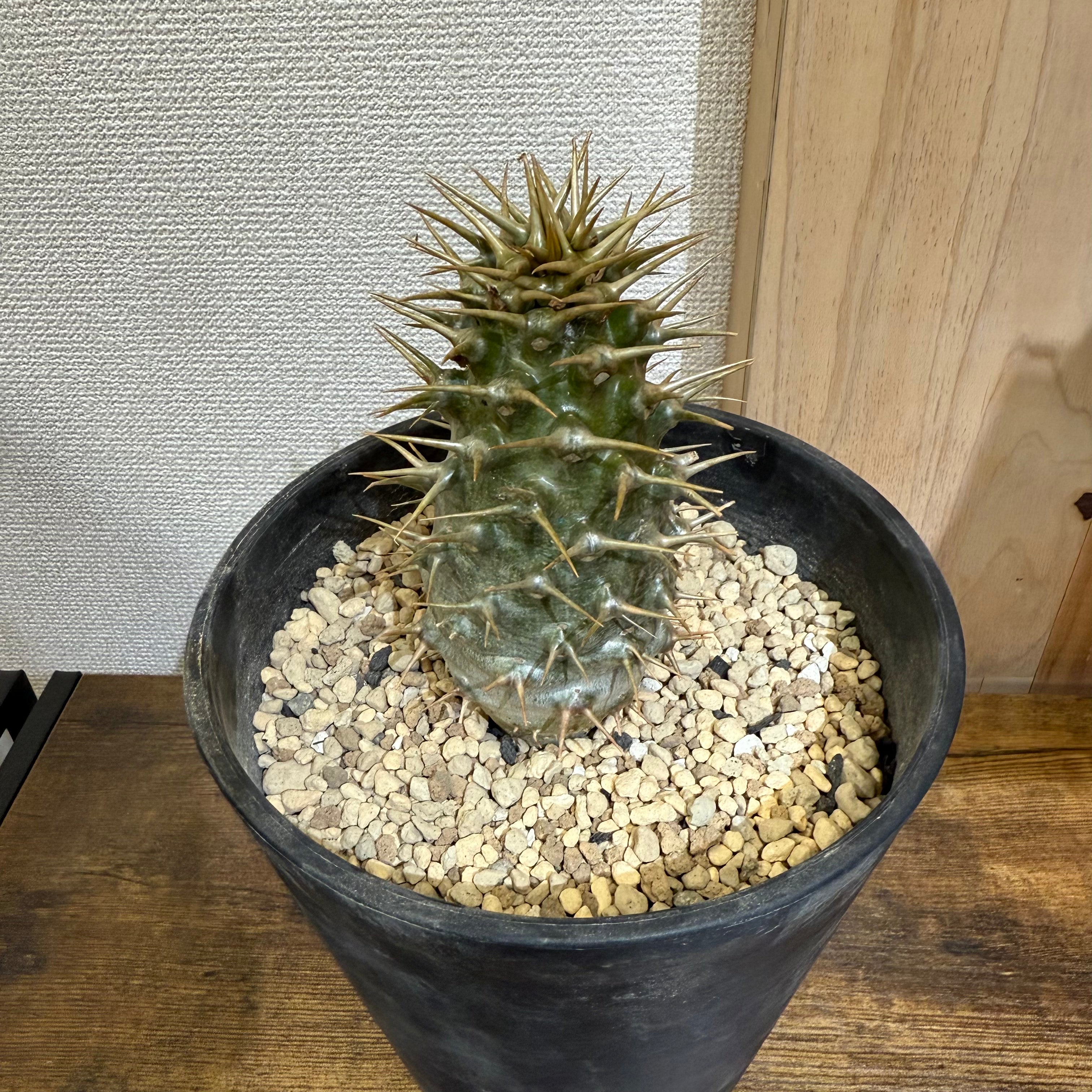 パキポディウム アンボンゲンセ　ZA259|海外実生|購入後サポート付き