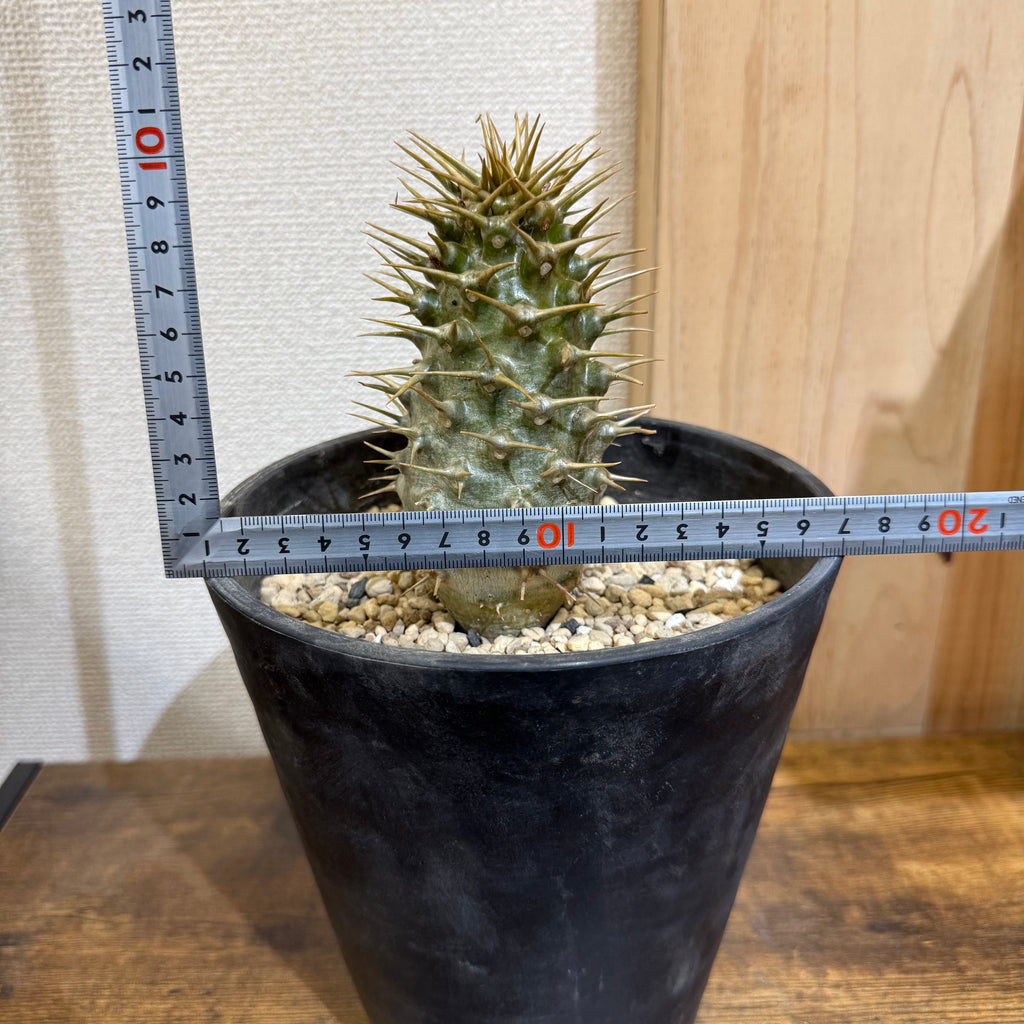 パキポディウム アンボンゲンセ　ZA259|海外実生|購入後サポート付き