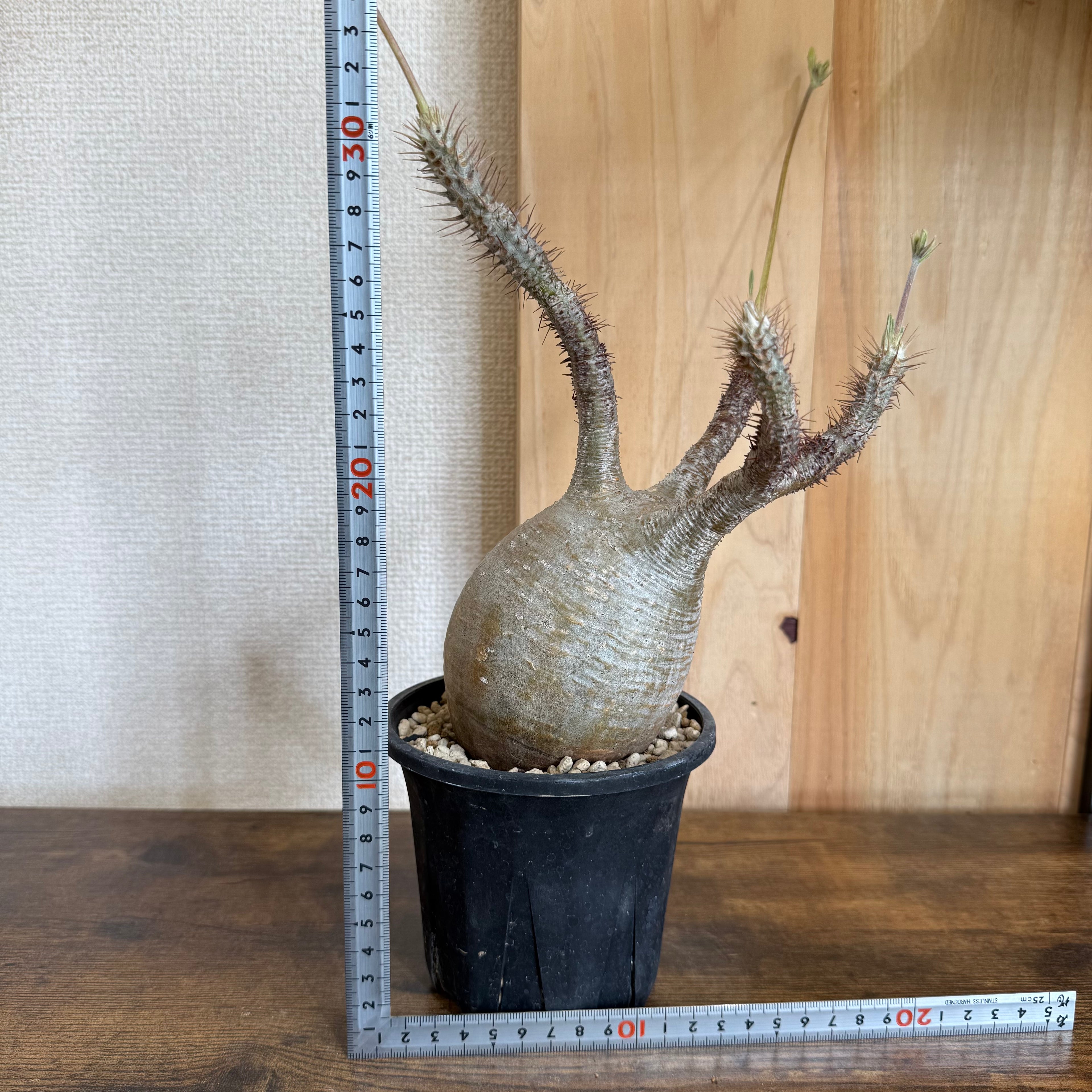 【現地球】パキポディウム グラキリス　ZA32|発根済み|購入後サポート付き