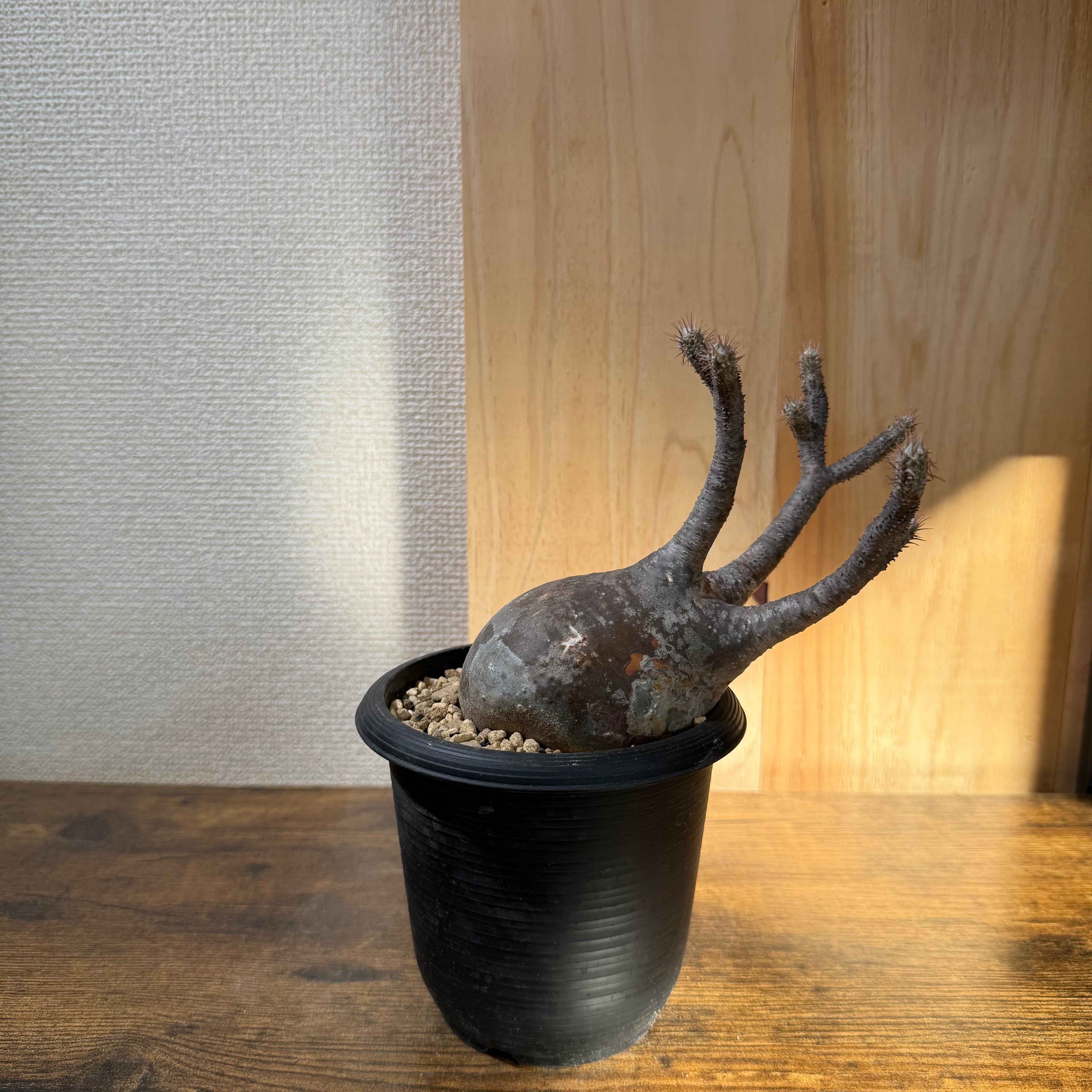パキポディウム グラキリス