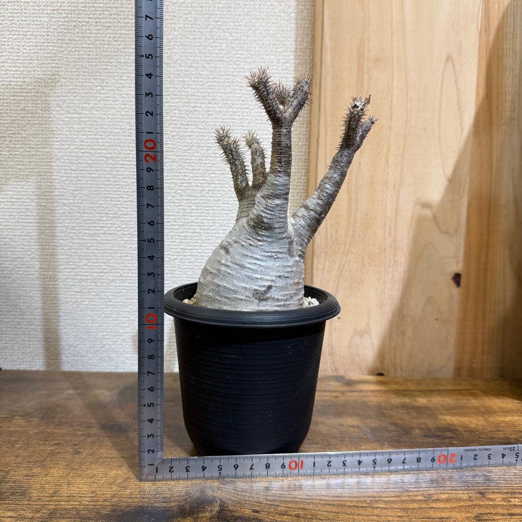 【現地球】パキポディウム グラキリス　ZA5|発根済み|購入後サポート付き