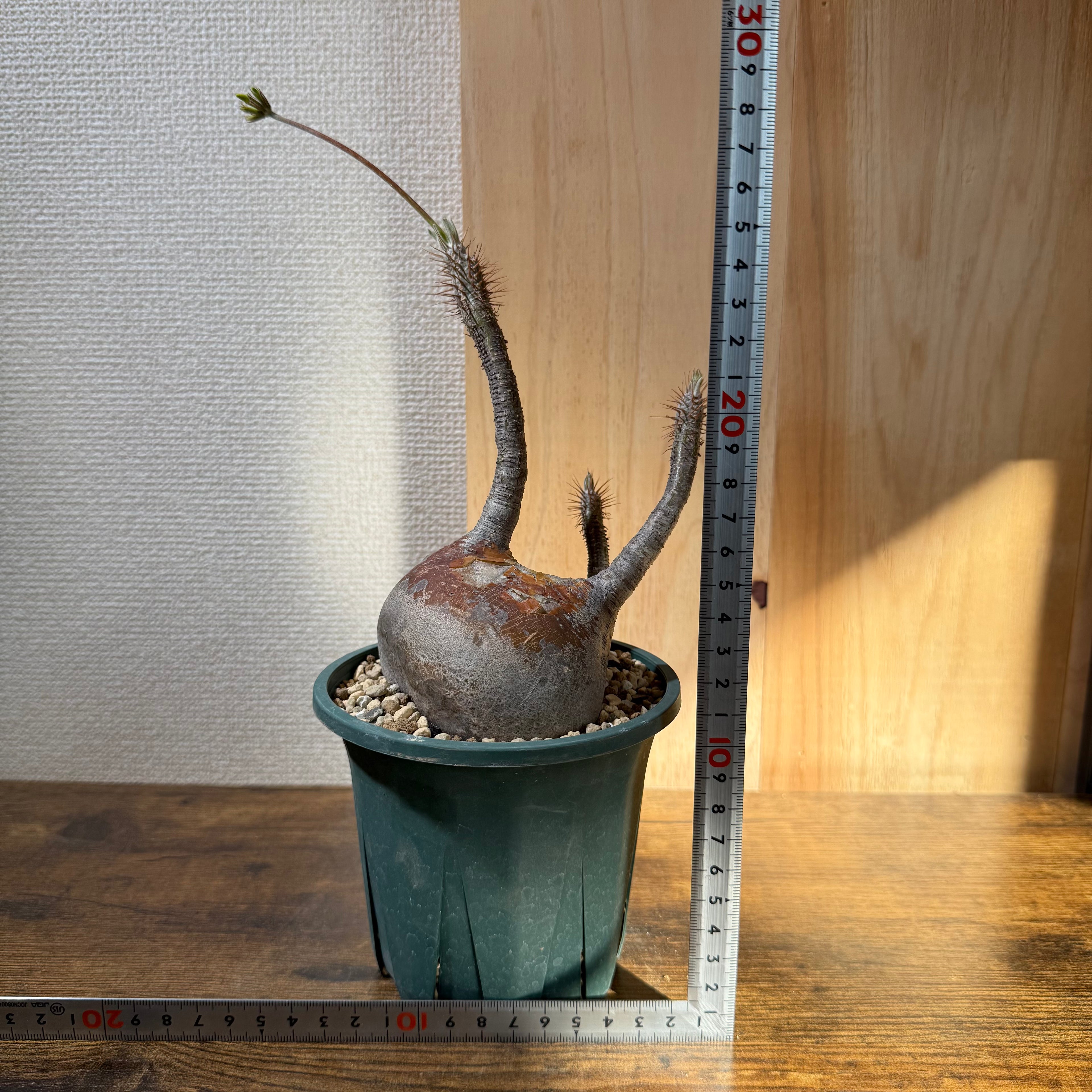 【現地球】パキポディウム グラキリス　ZA60|発根済み|購入後サポート付き