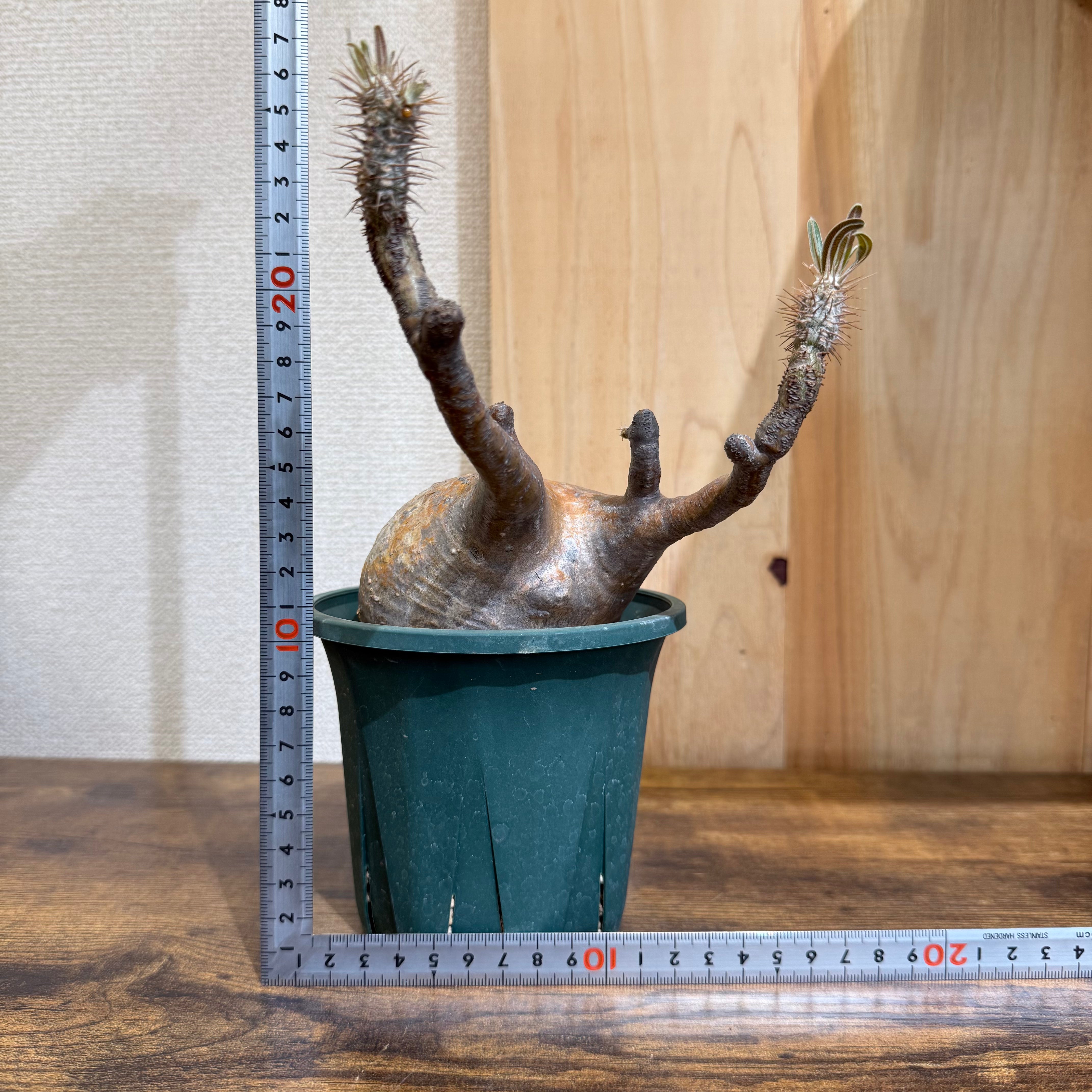 2 【厳選株】パキポディウムグラキリス/現地球 塊根植物 発根管理中