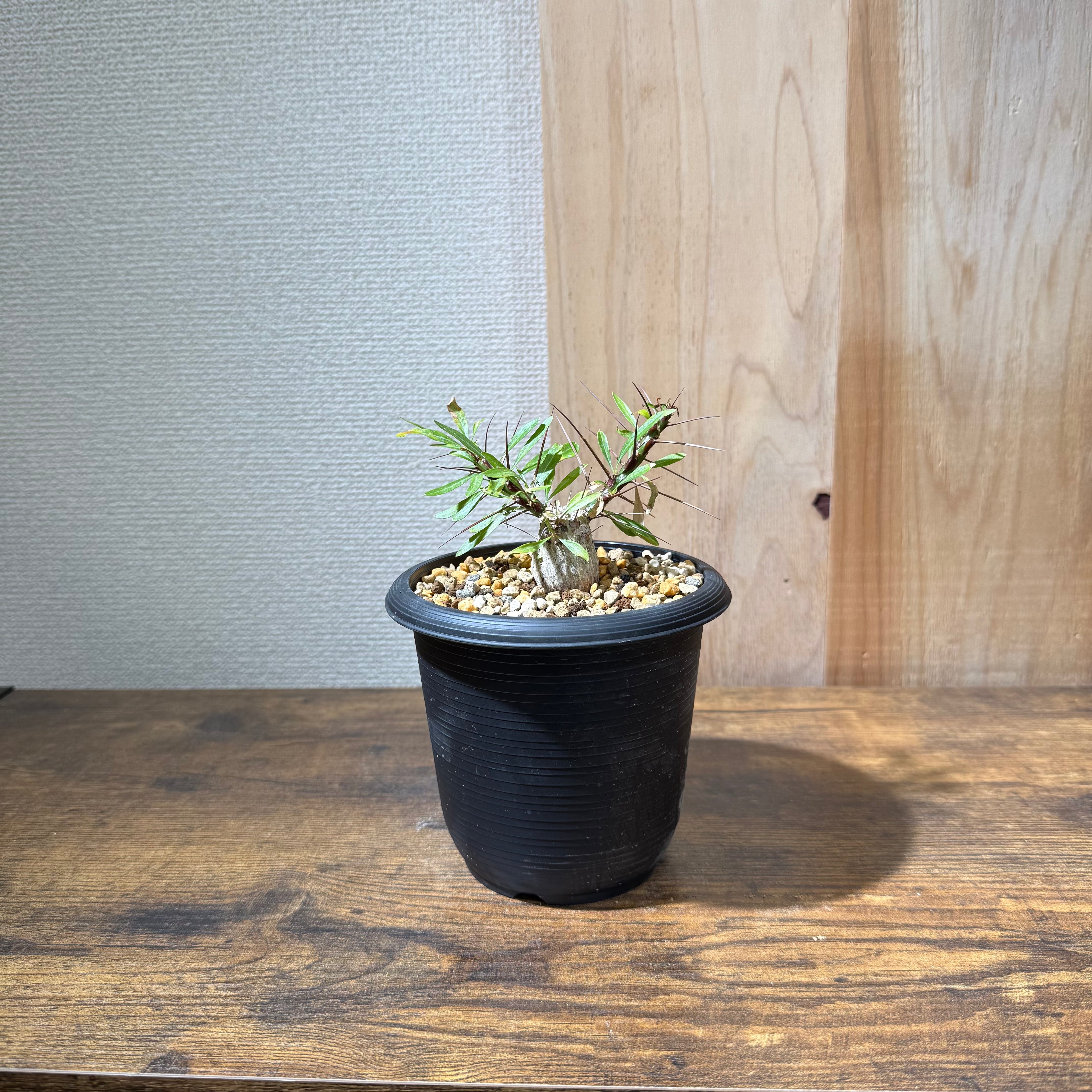 フォークイエリア プルプシー|国内実生|購入後サポート付き