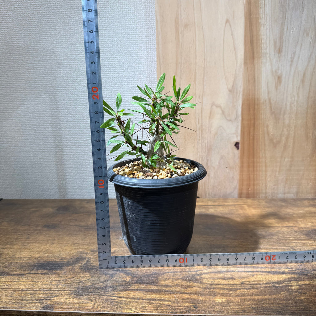 フォークイエリア プルプシー|国内実生|購入後サポート付き