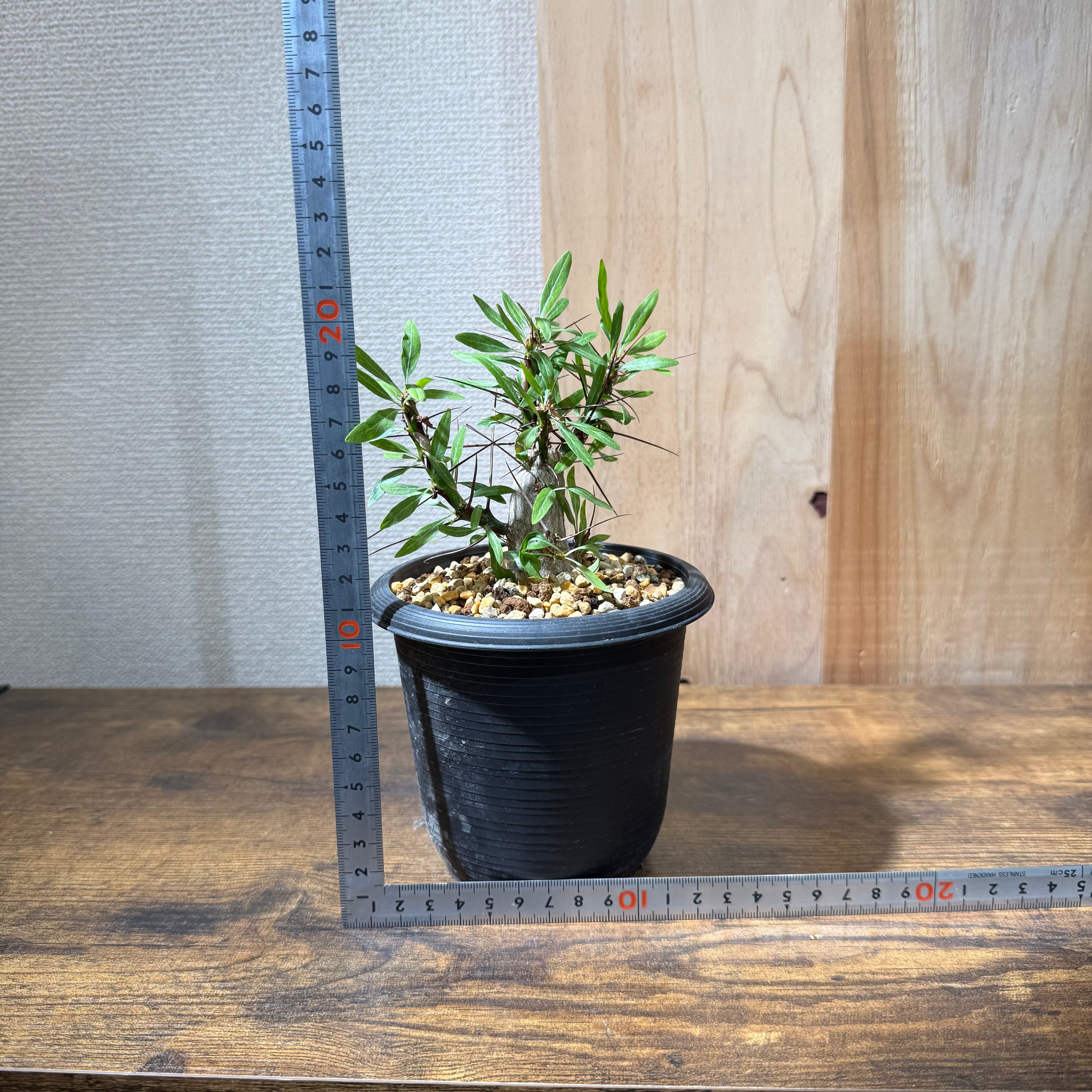 塊根リーダーズ：塊根植物/多肉植物オンライン販売