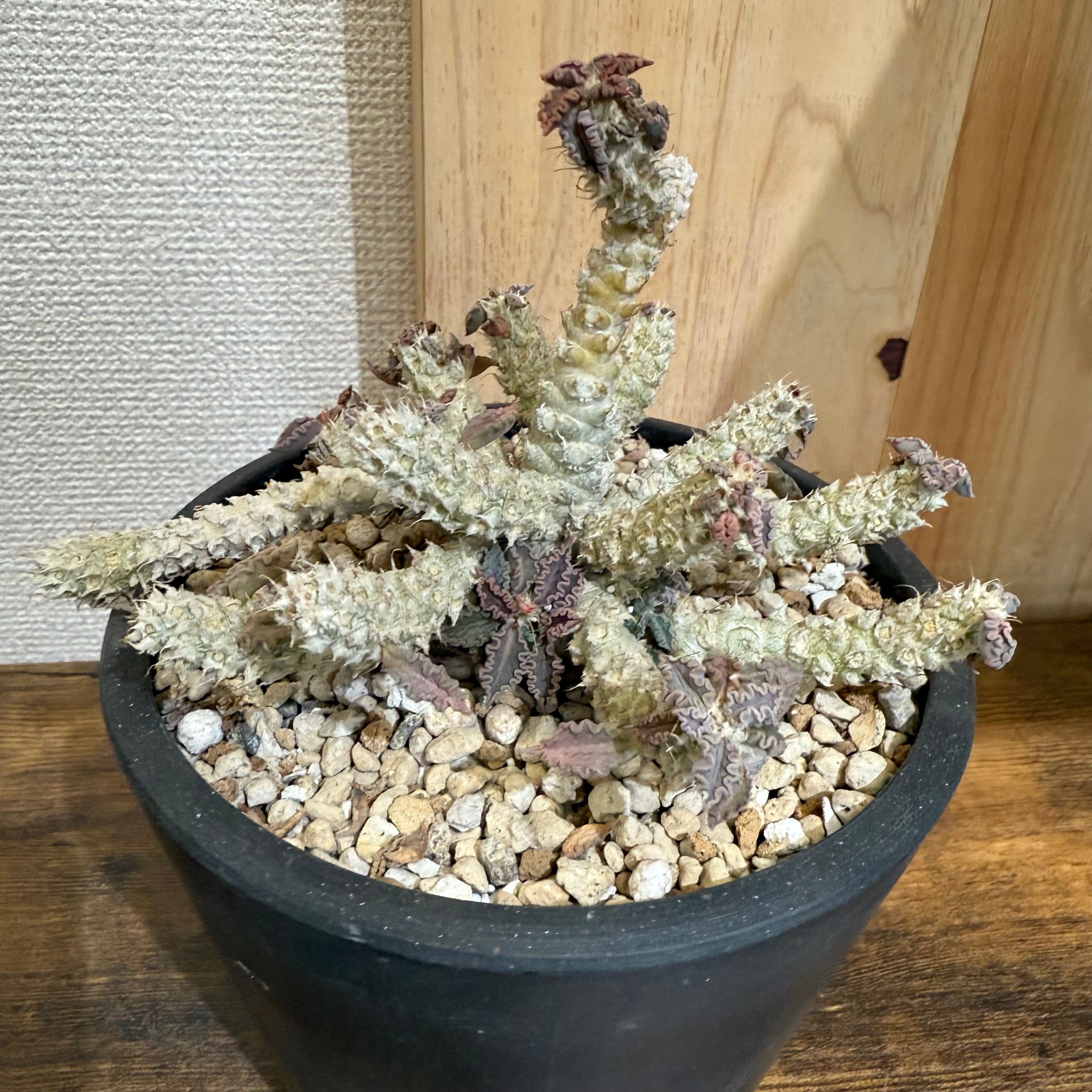 ユーフォルビア トゥレアレンシス