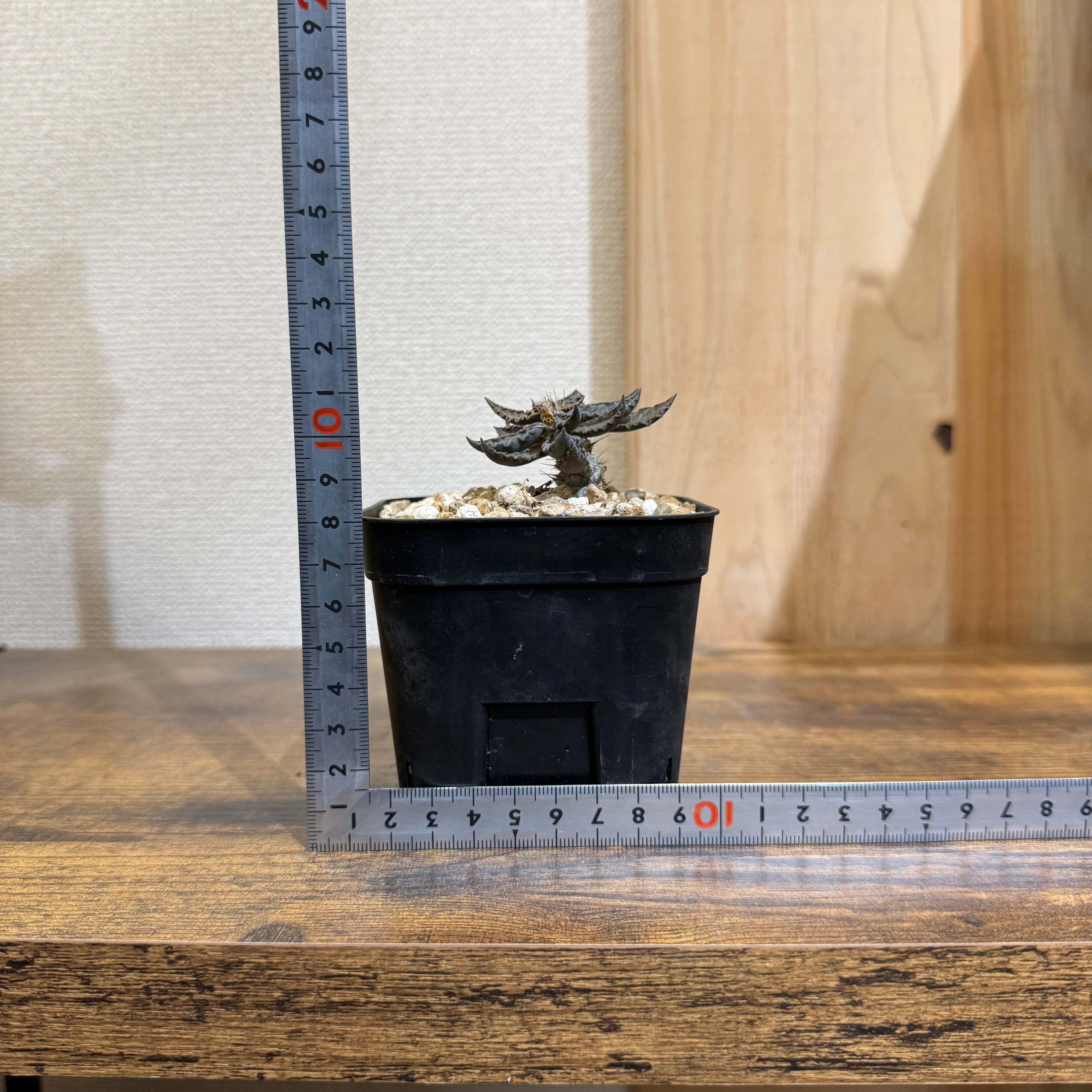 ユーフォルビア トゥレアレンシス