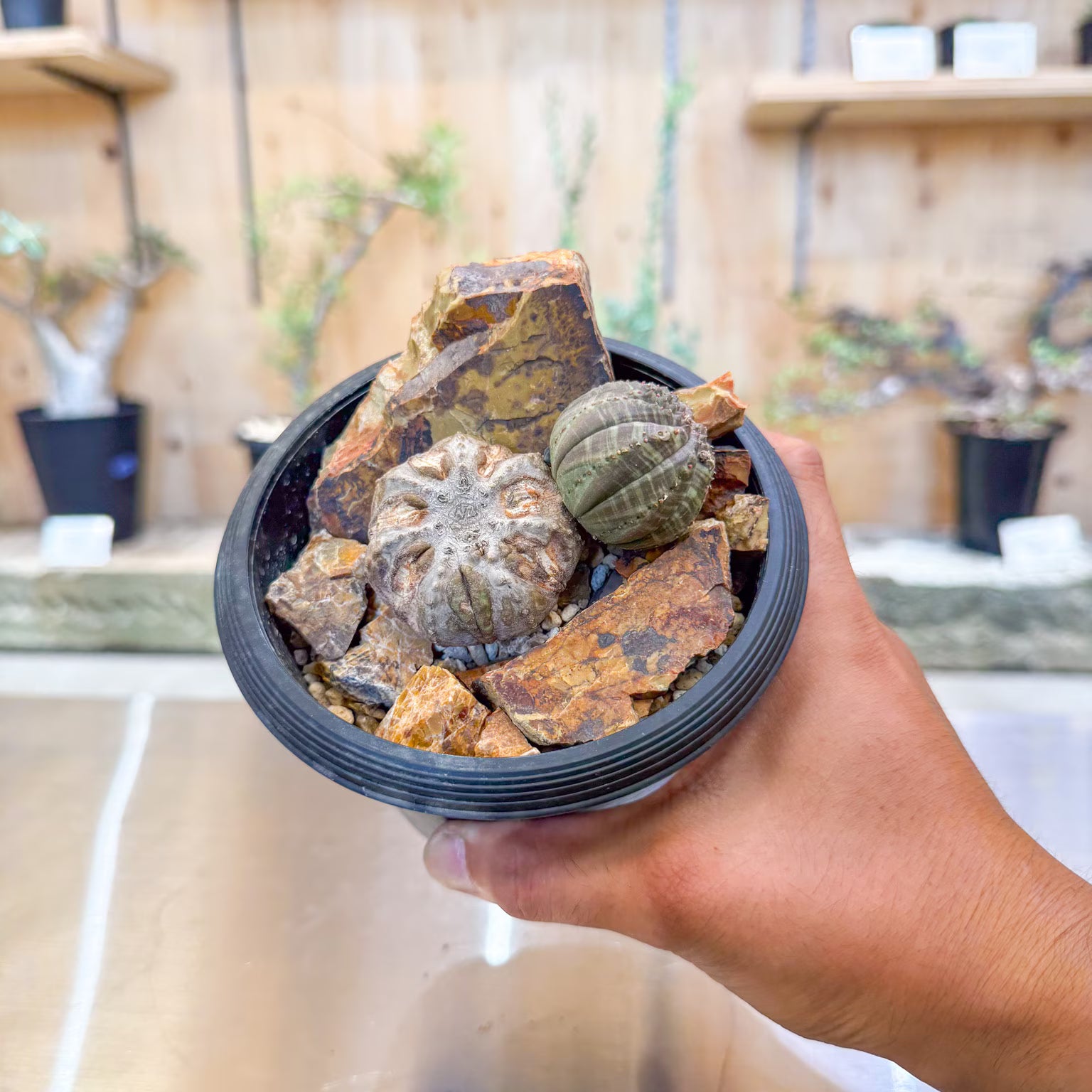 ユーフォルビア オベサ