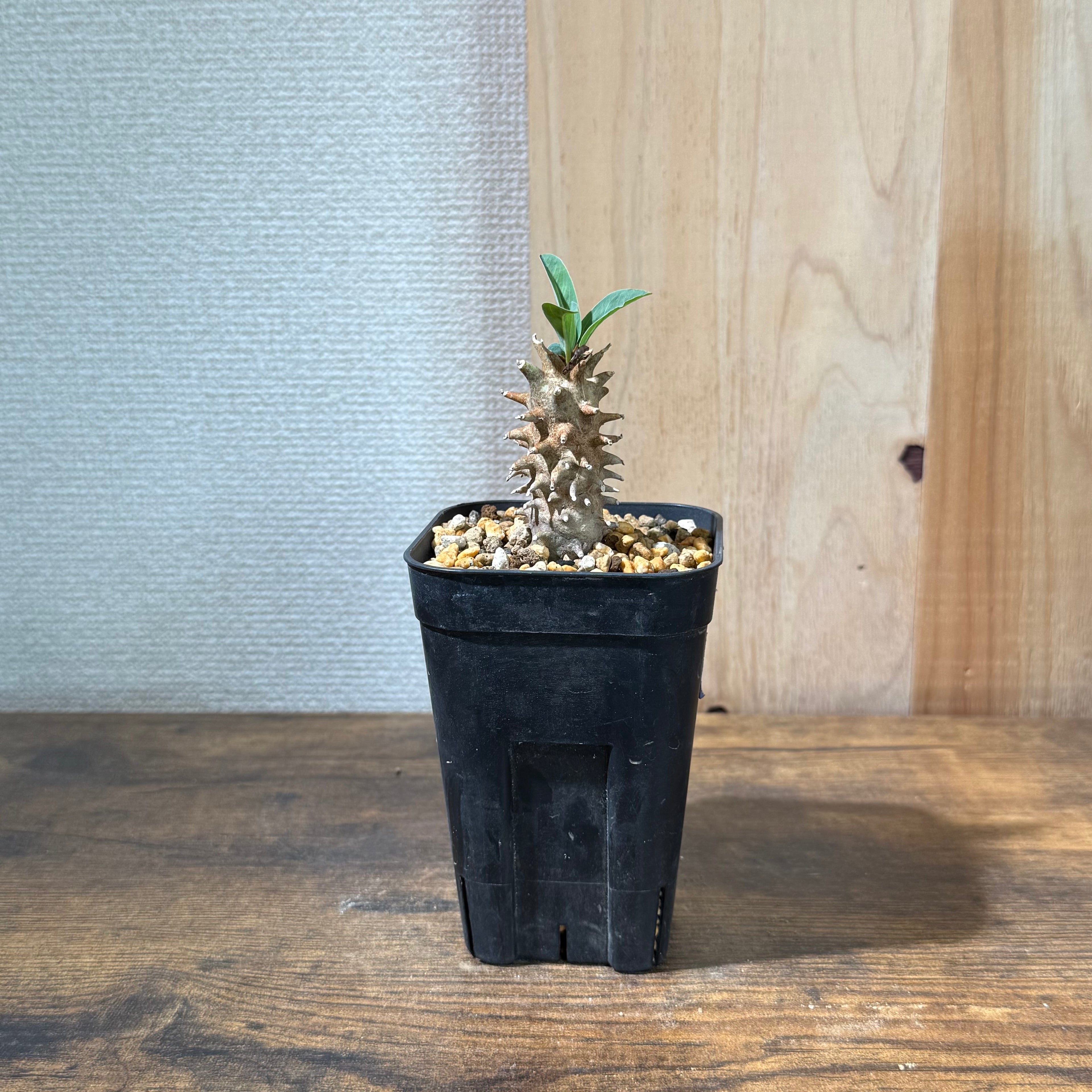 ユーフォルビア ロンギツベルクローサ|実生|購入後サポート付き