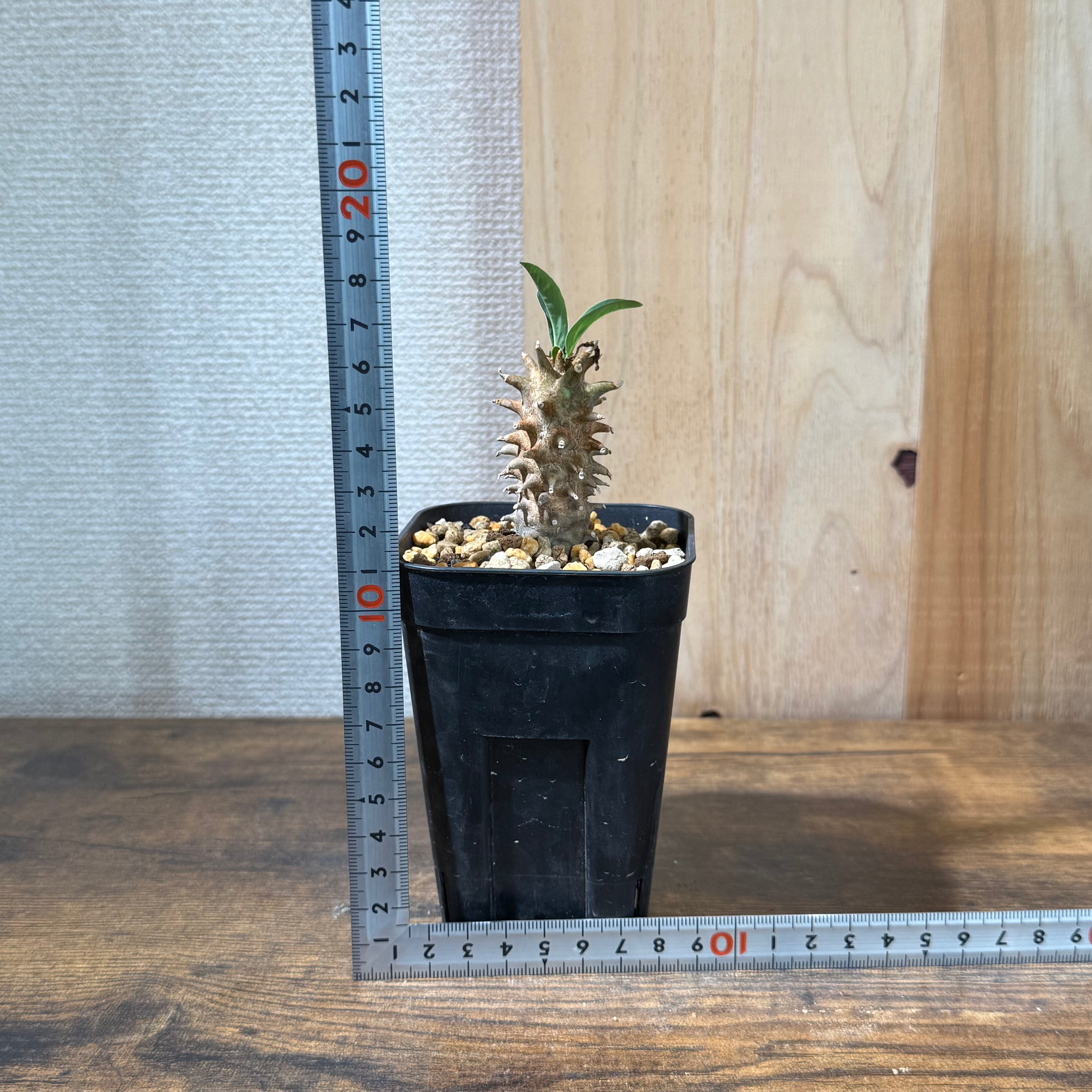 塊根リーダーズ：塊根植物/多肉植物オンライン販売