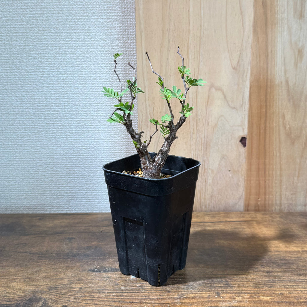 センナ メリディオナリス|自社1年以上管理|購入後サポート付き