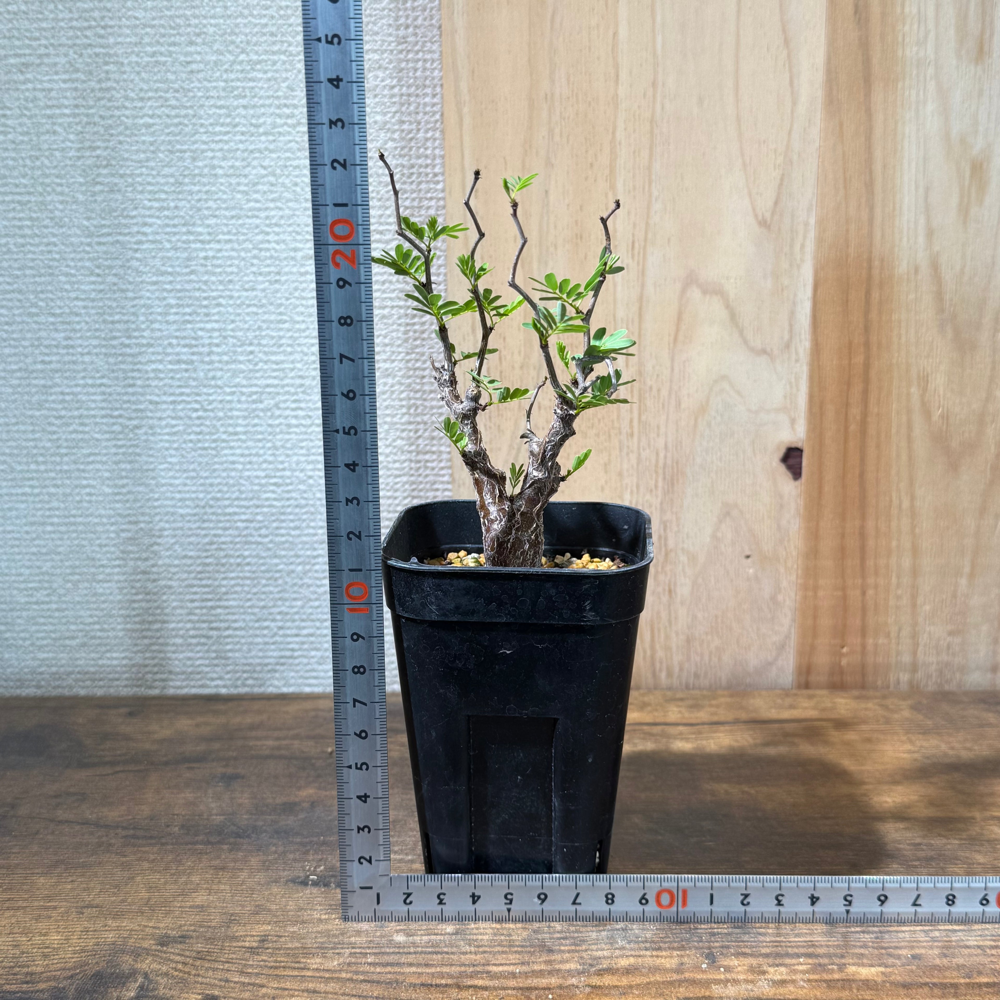 センナ メリディオナリス|自社1年以上管理|購入後サポート付き