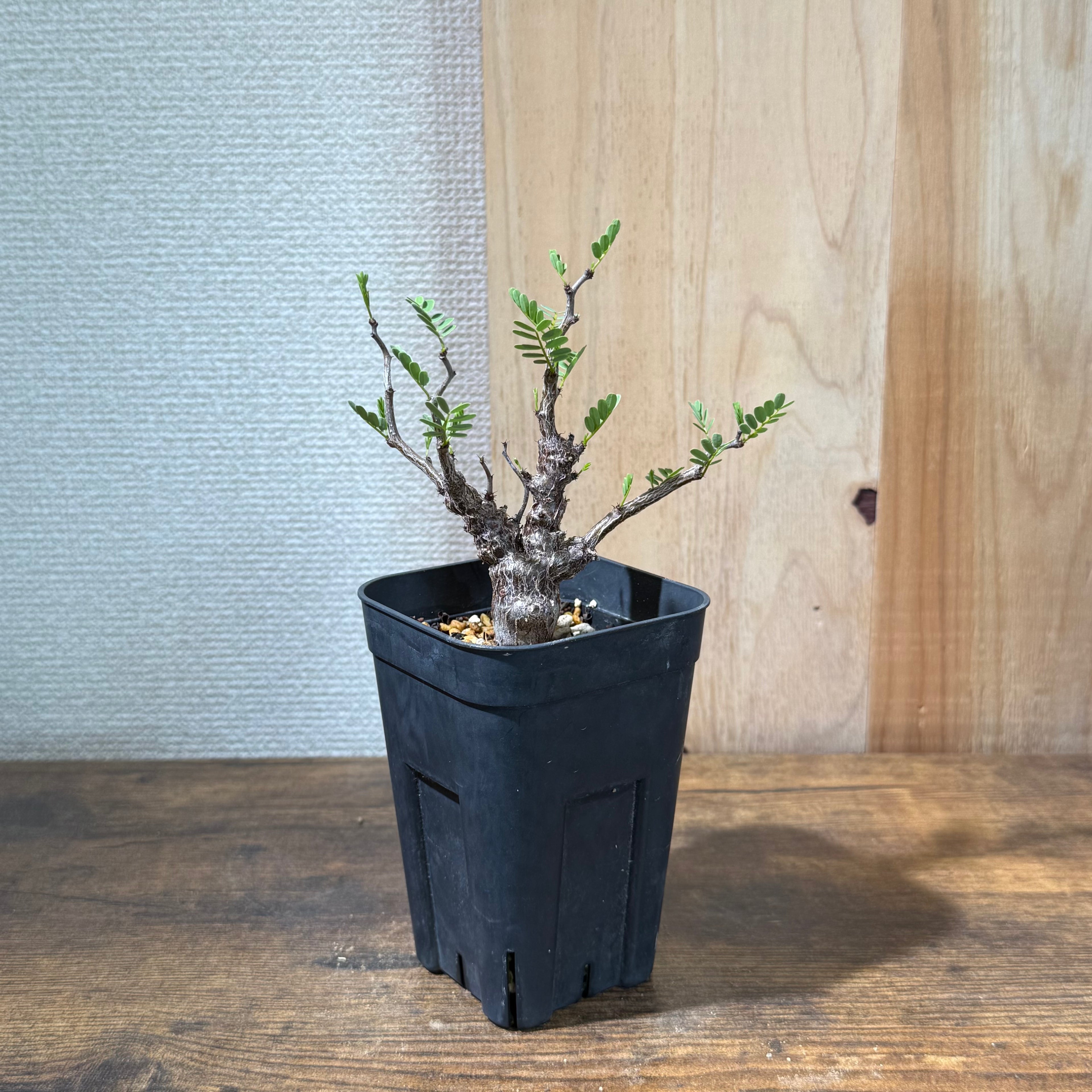 センナ メリディオナリス