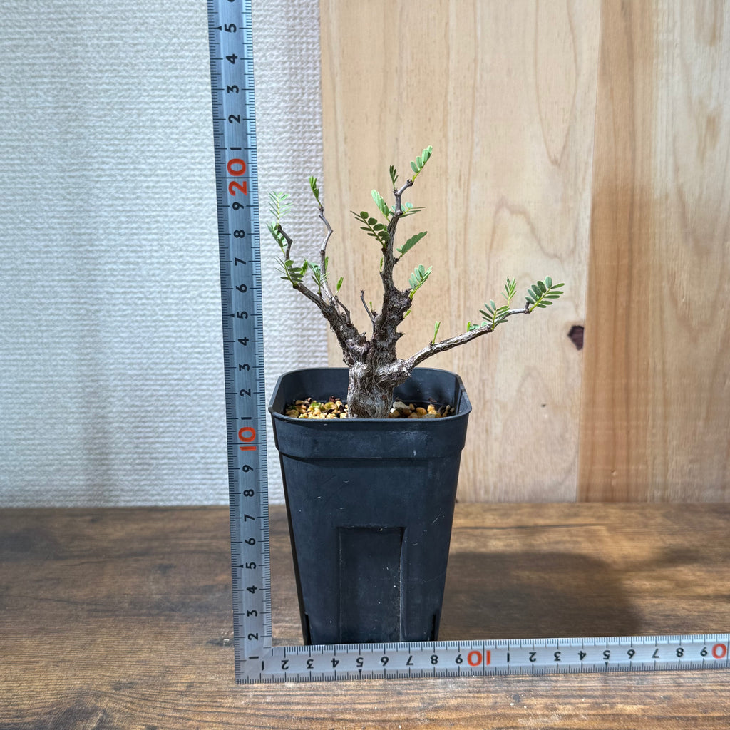 センナ メリディオナリス
