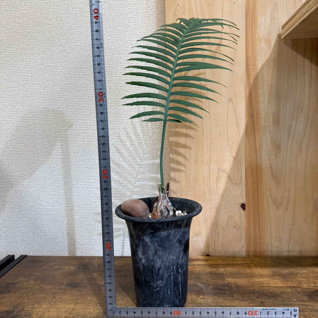 ディオーン スピヌロスム