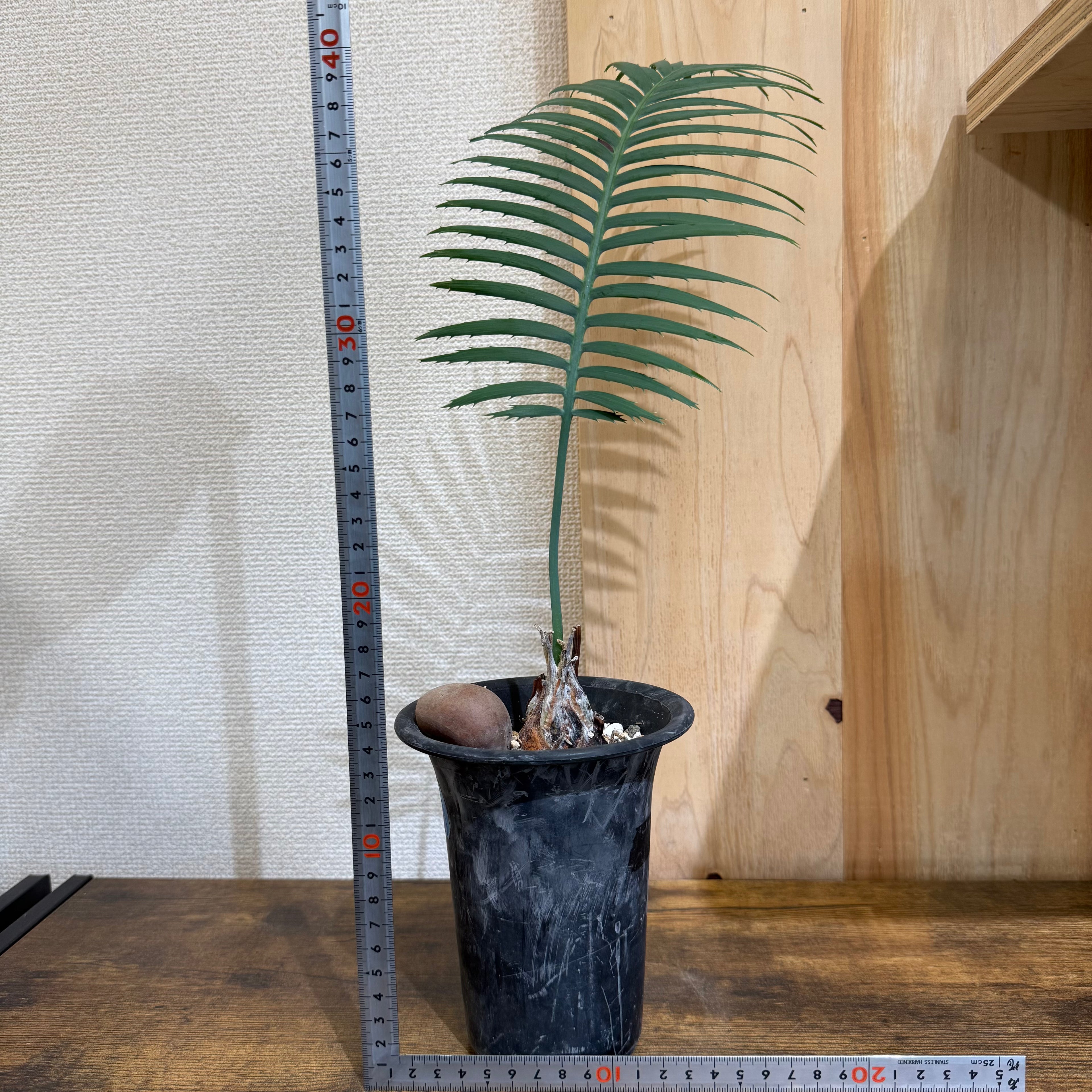 ディオーン スピヌロスム