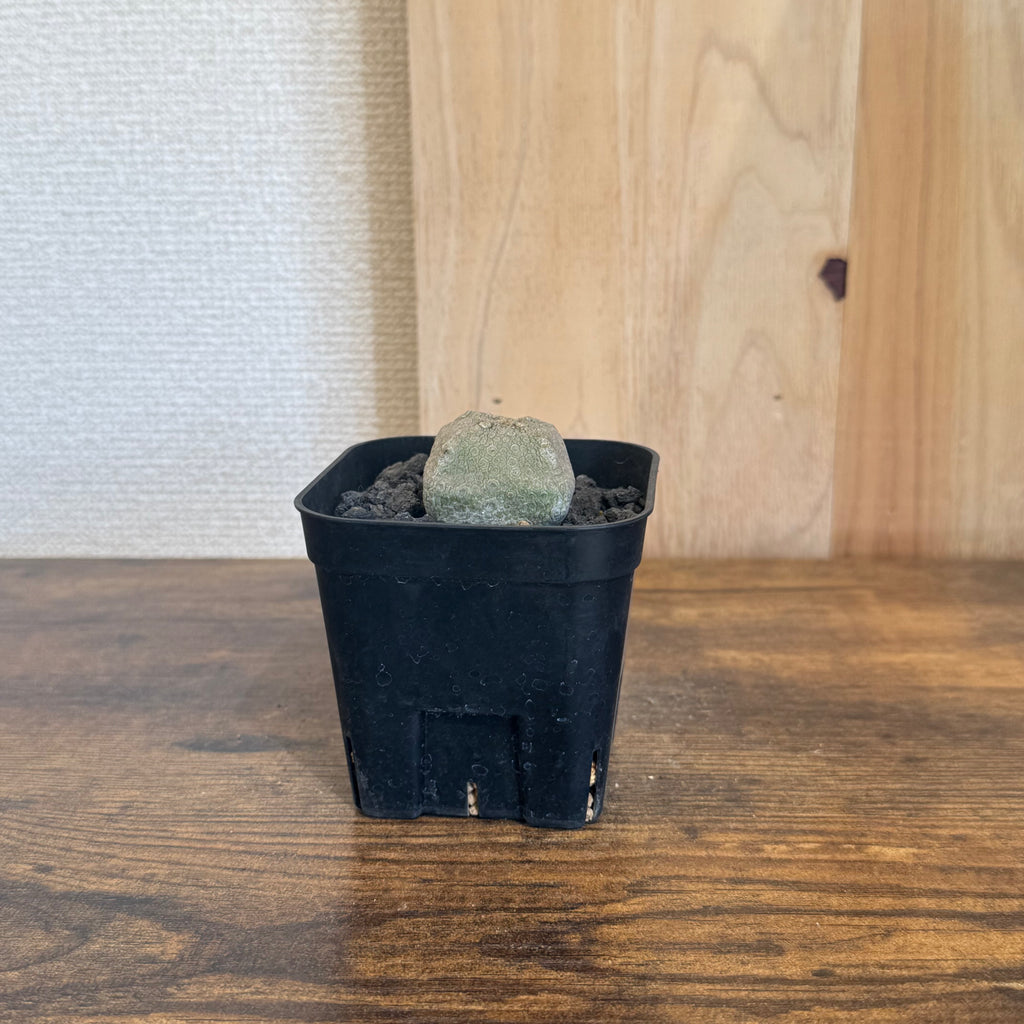 プセウドリトス クビフォルメ