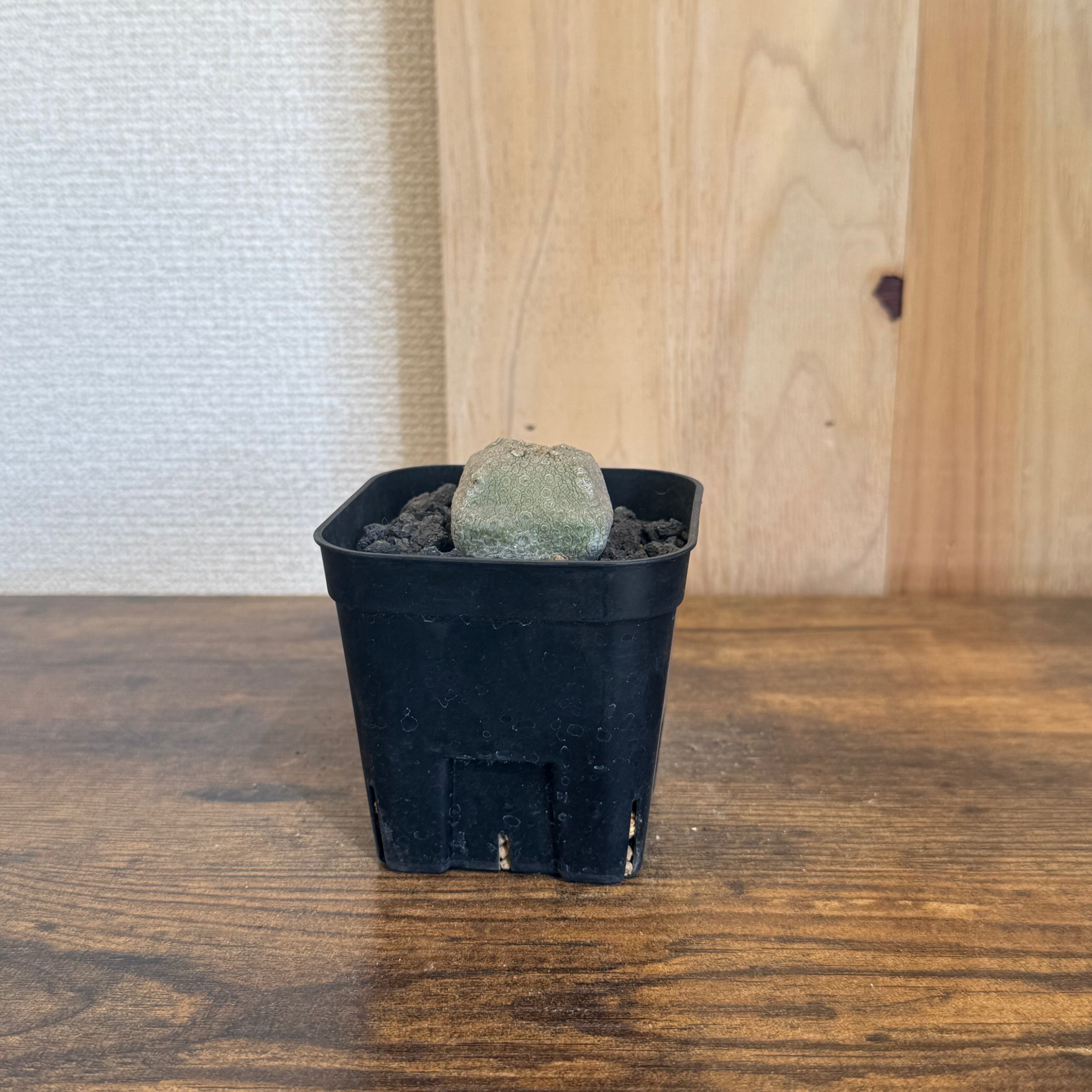 プセウドリトス クビフォルメ