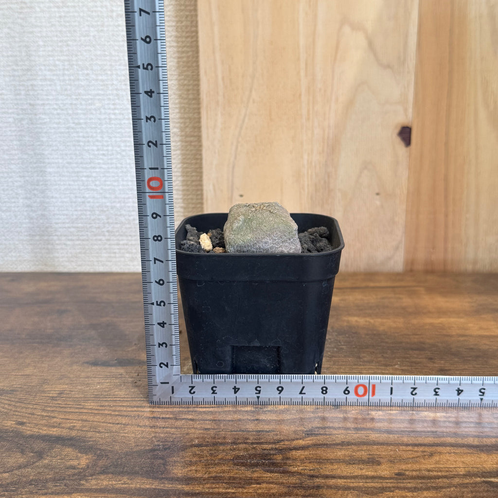 プセウドリトス クビフォルメ