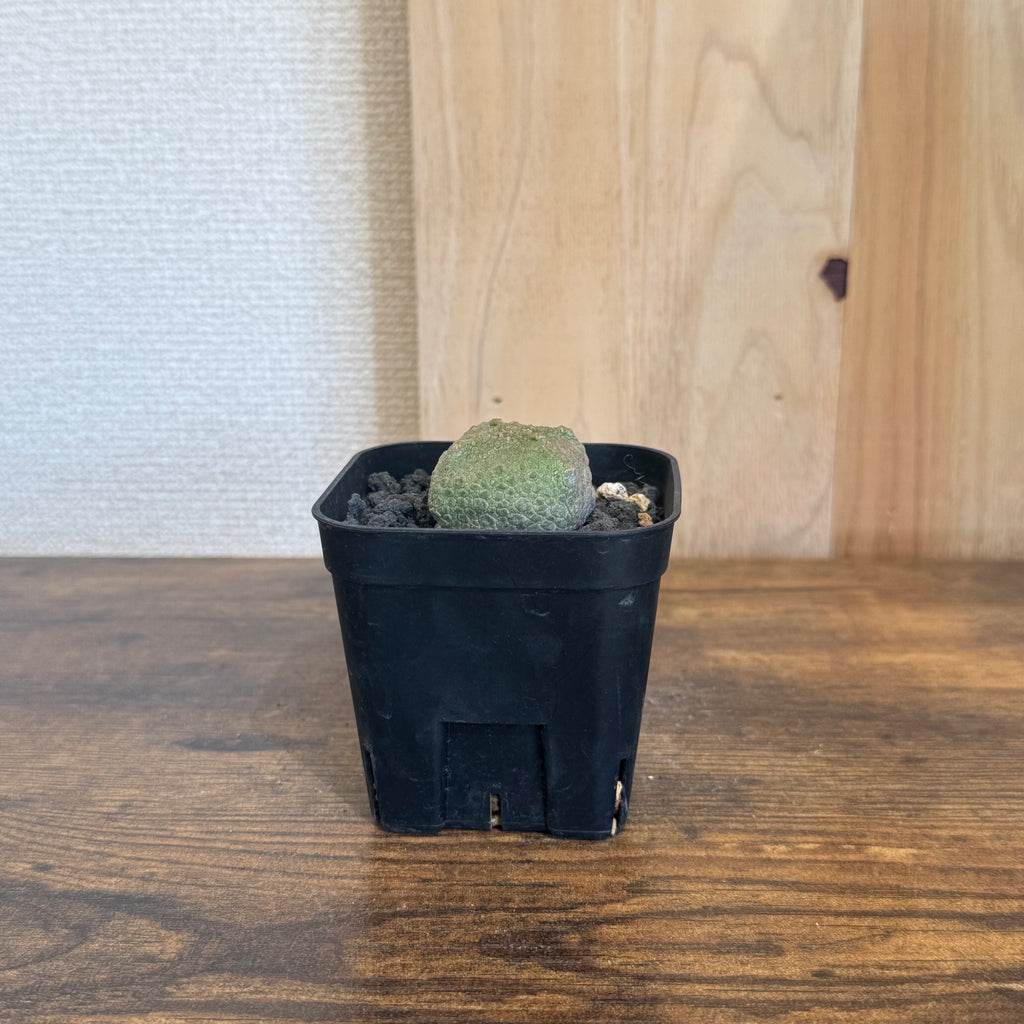 プセウドリトス クビフォルメ