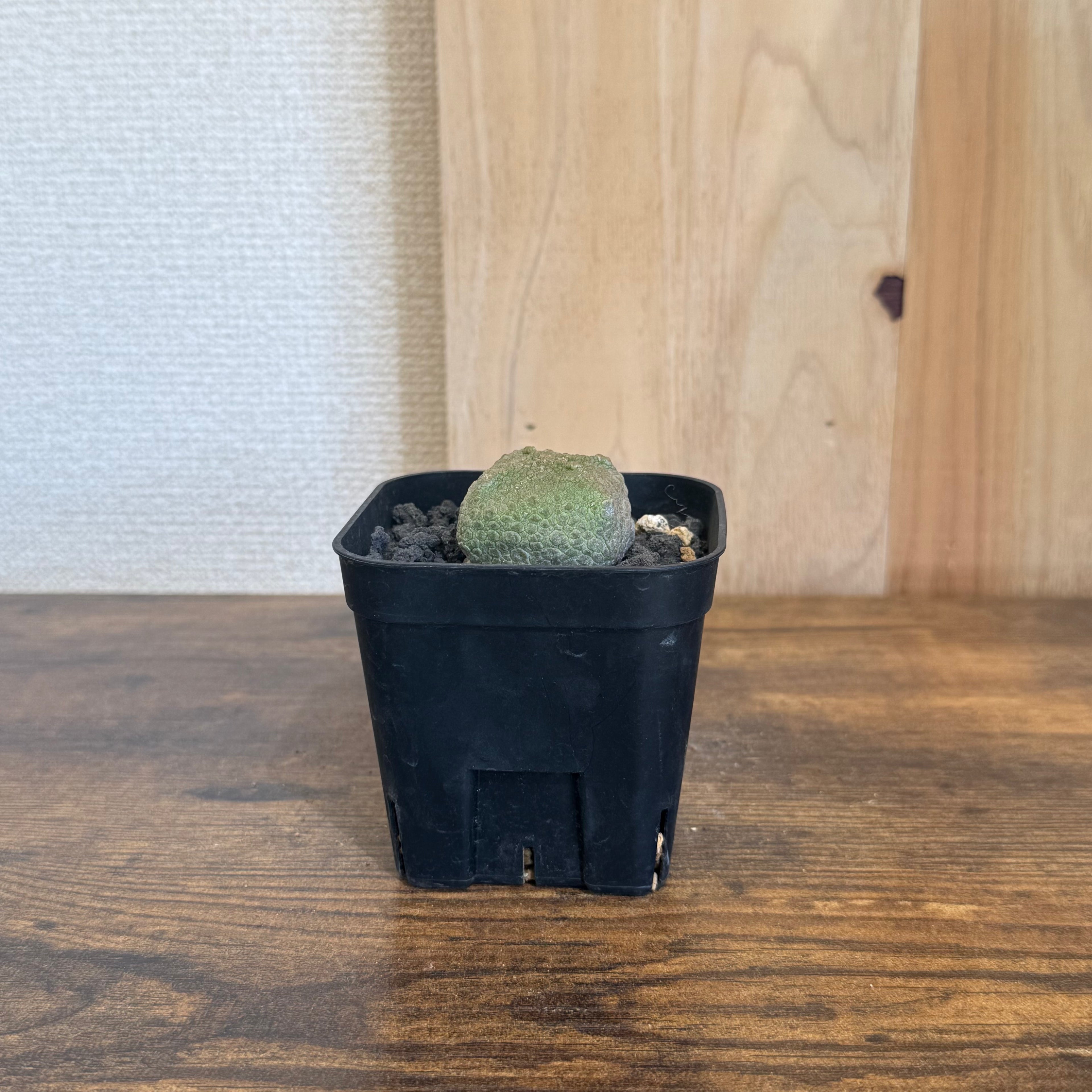 プセウドリトス クビフォルメ